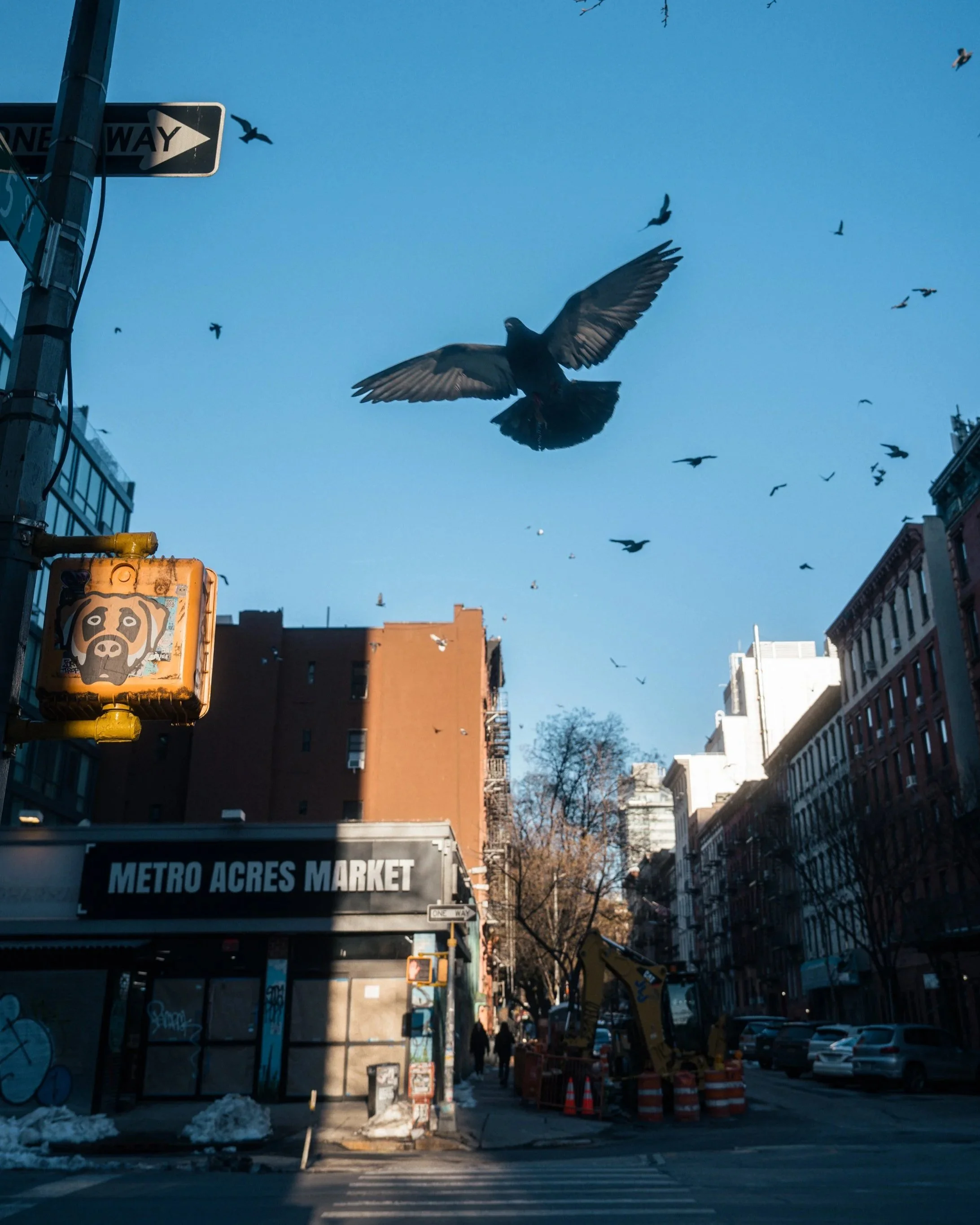 Urban street scene in daylight with buildings, cars parked along the street, trees, and a clear blue sky with a few birds flying. Visible signs include a one-way traffic sign and a Metro Acres Market sign. There is some snow on the ground.