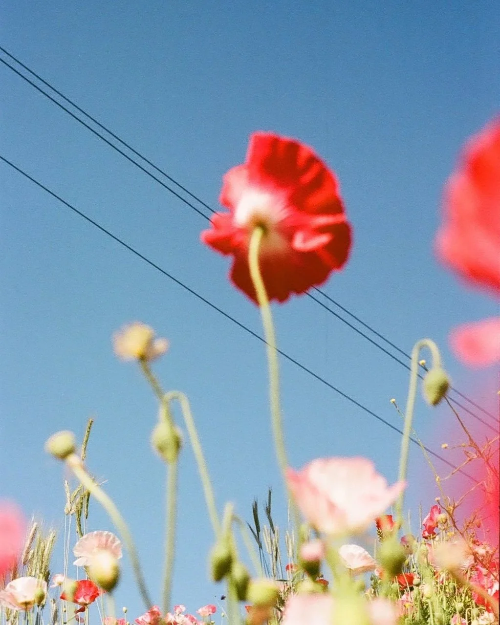 Close-up of red poppies with blue sky and power lines in the background.
