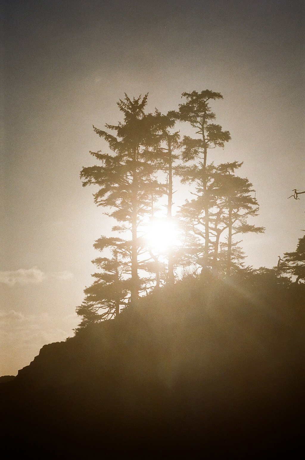 Sunset or sunrise behind tall pine trees on a hill, with a bird flying in the sky.