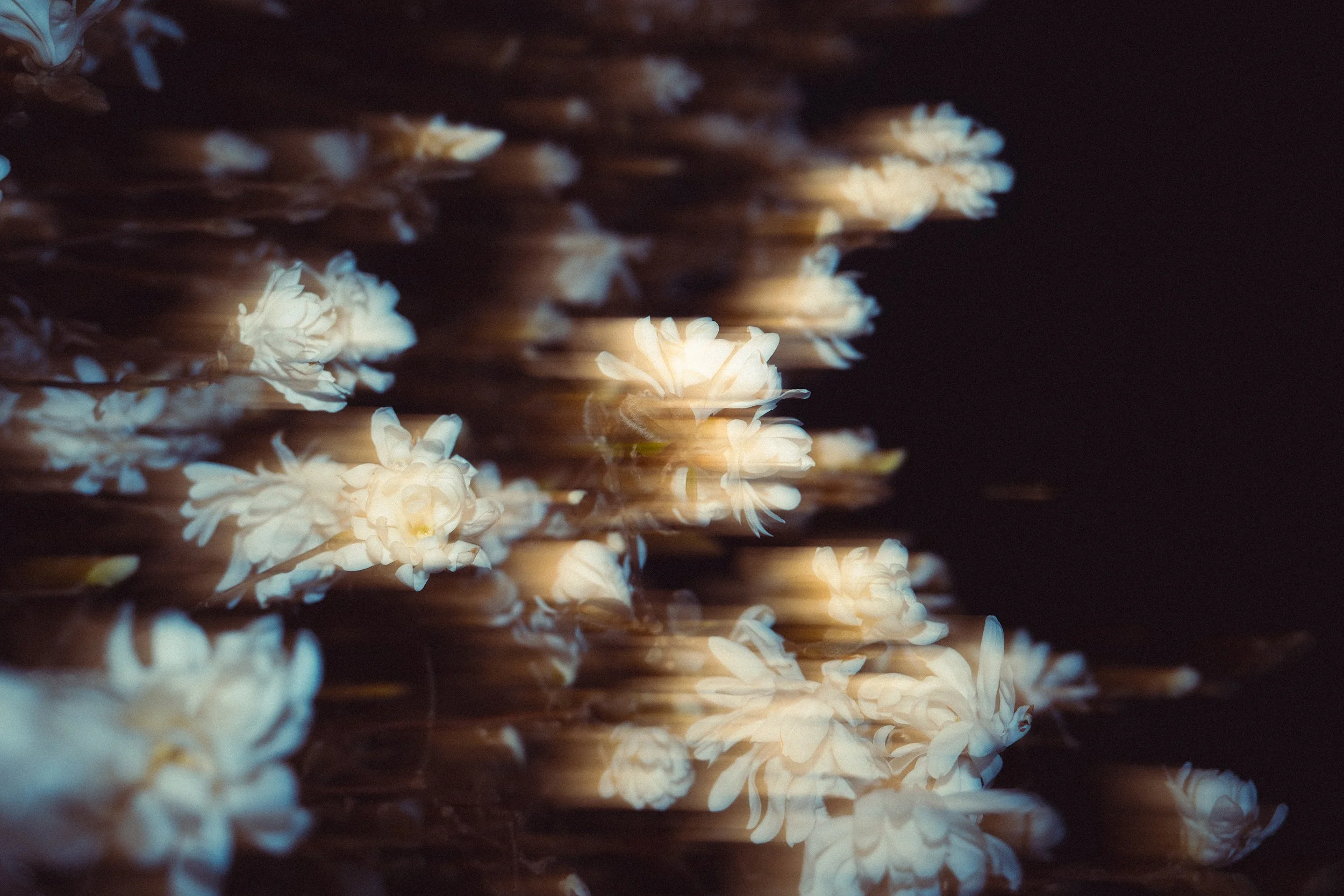 Close-up of numerous white flower blossoms on dark branches, with some light shining through, creating a glowing effect.