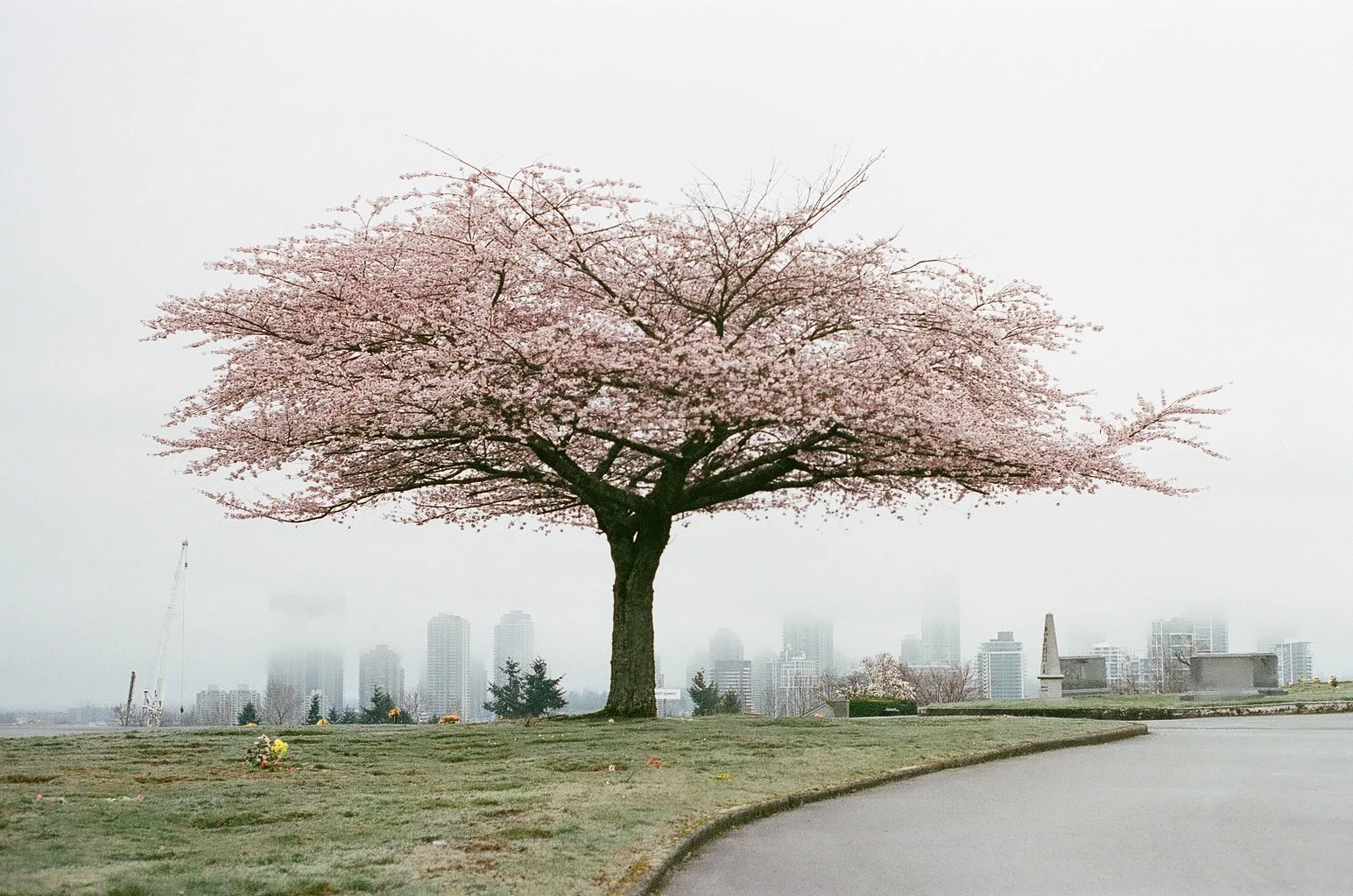 A blossoming cherry tree with pink flowers stands in a park near a city skyline in the background, with a curved walking path in the foreground.