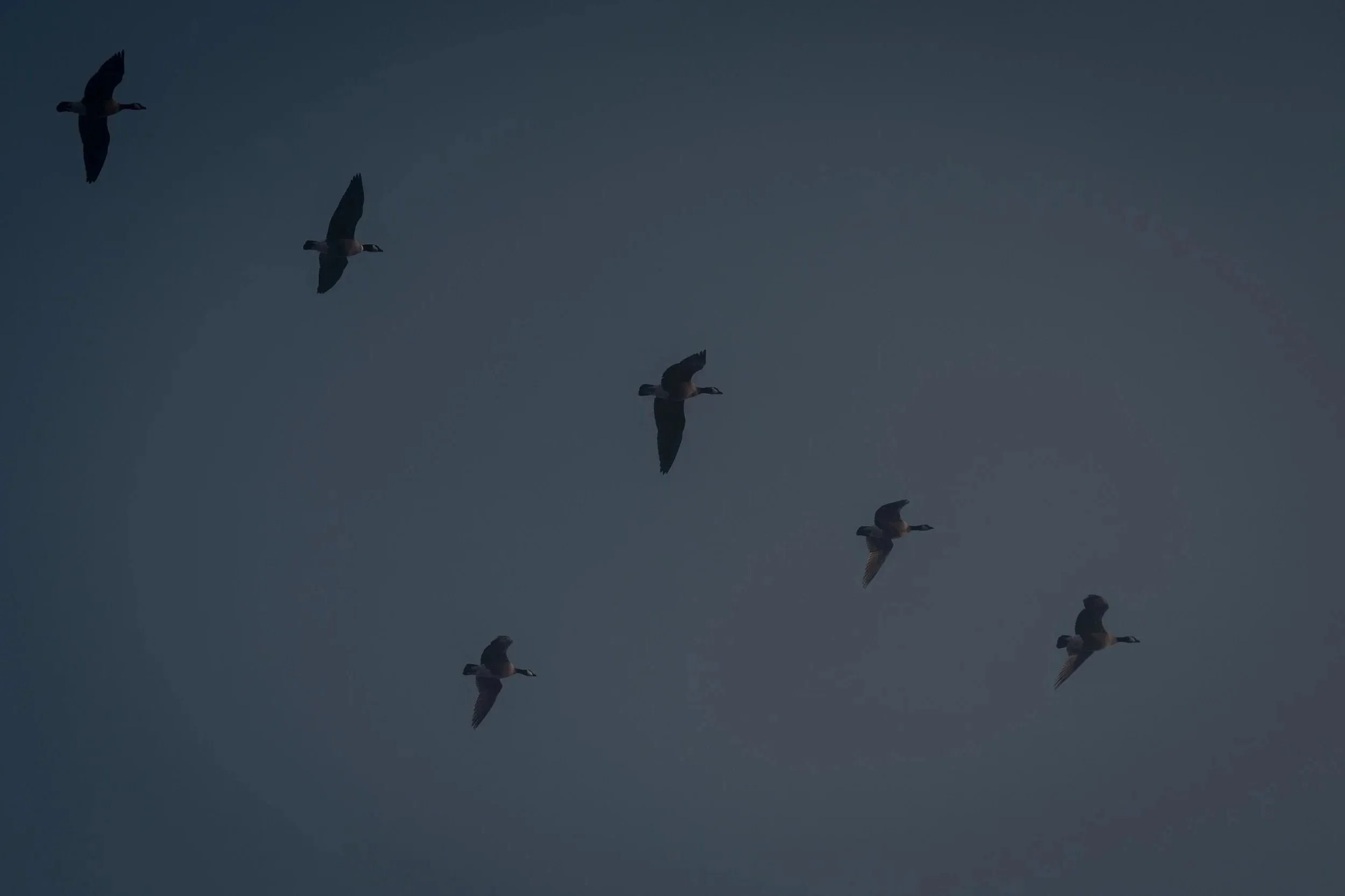 A flock of birds flying in the sky during sunset.