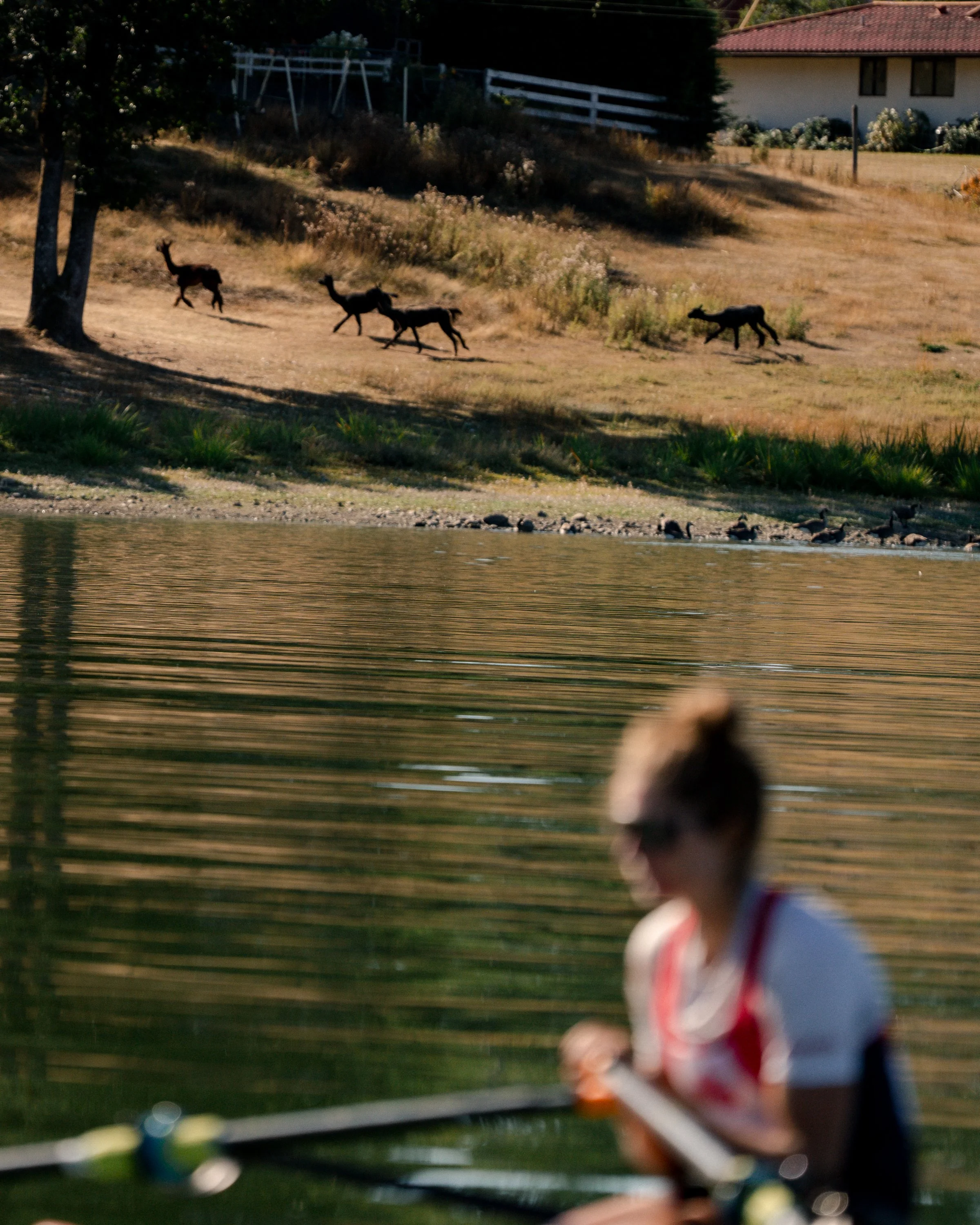 A blurry image of four moose walking on a hillside near a house, with a duck family swimming in a pond in the foreground.