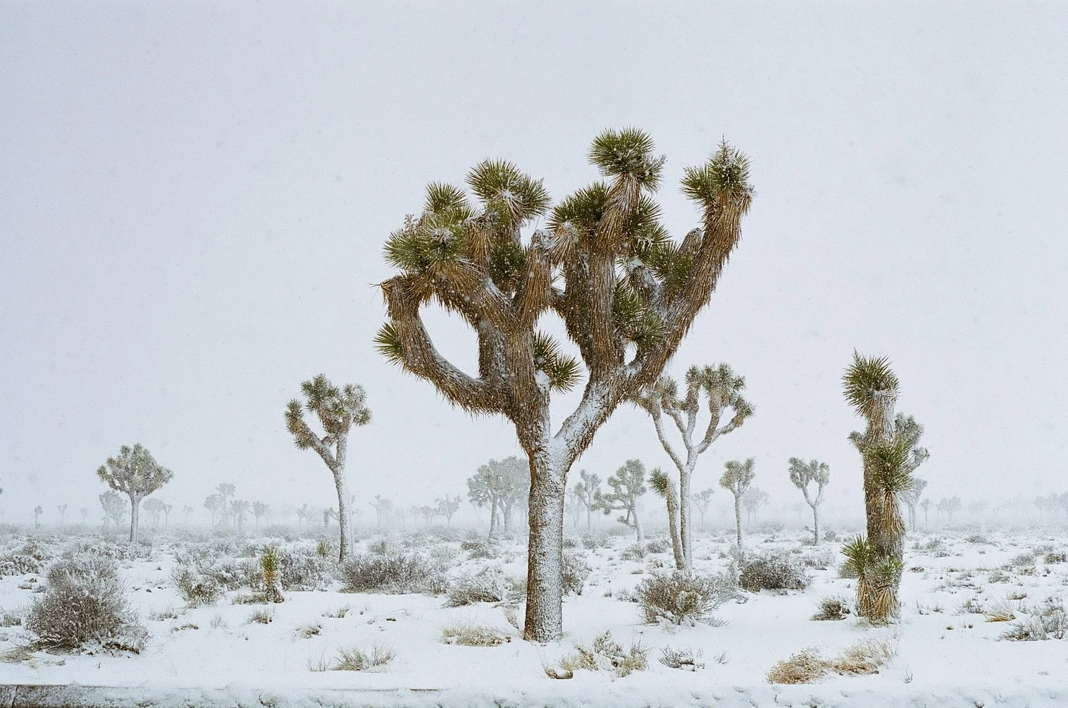 Snow-covered Joshua tree forest in a desert landscape