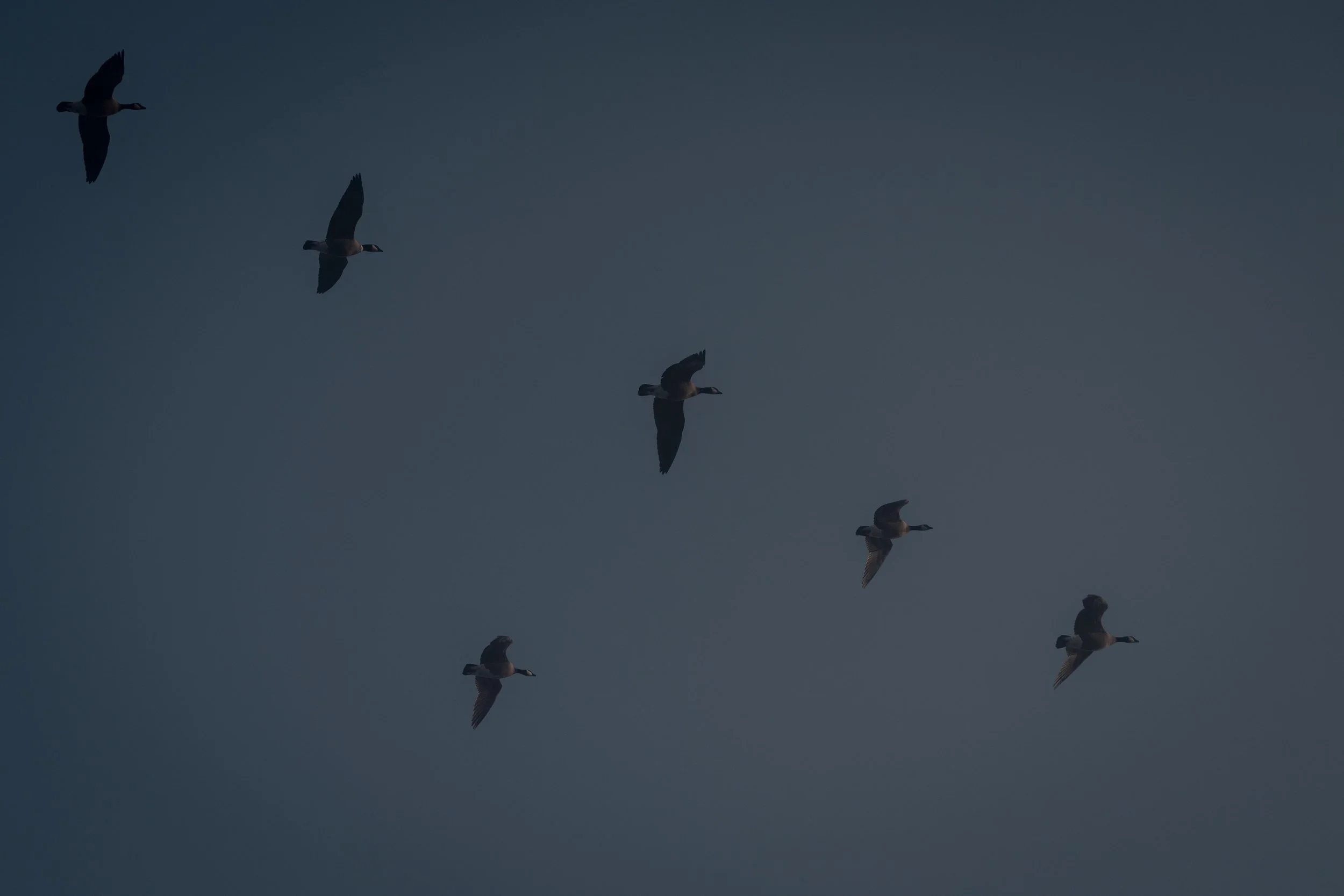 Several ducks flying against a clear sky during dusk or dawn.