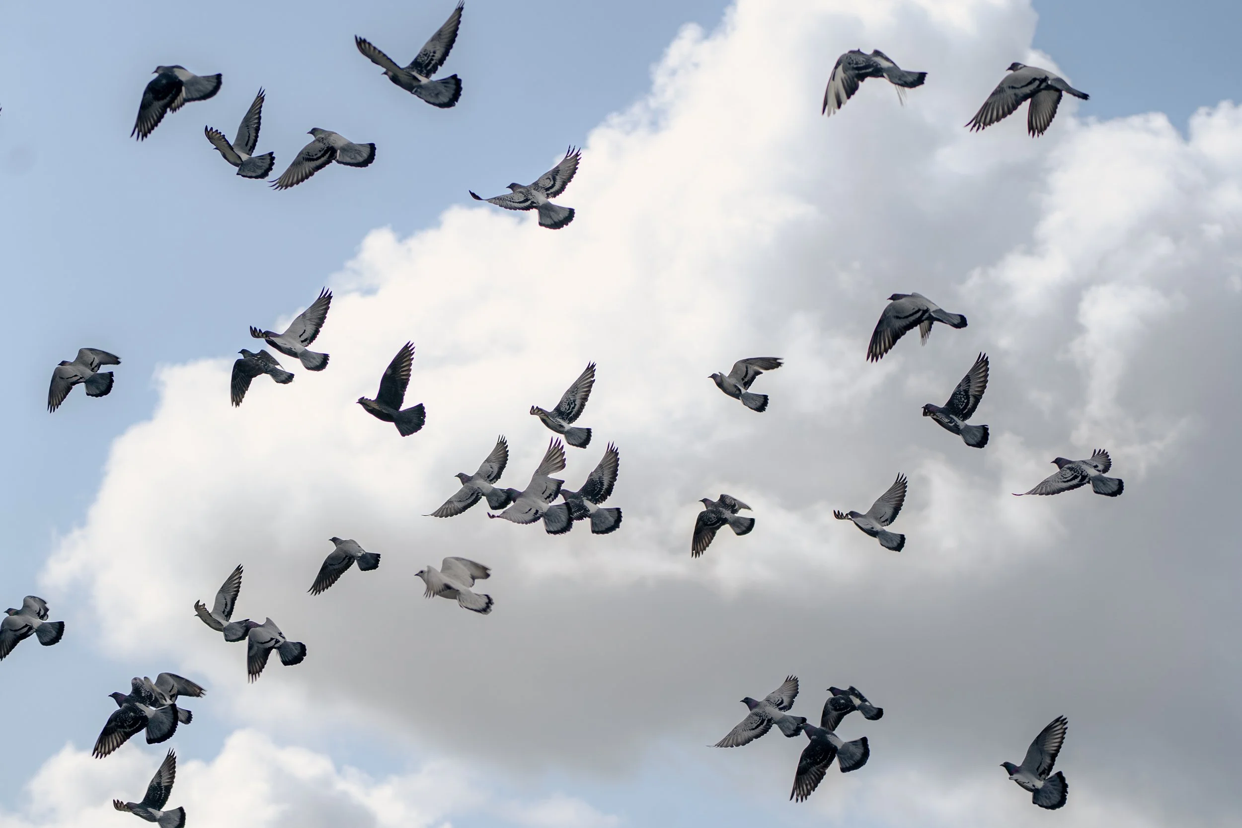 A flock of pigeons flying against a cloudy sky.