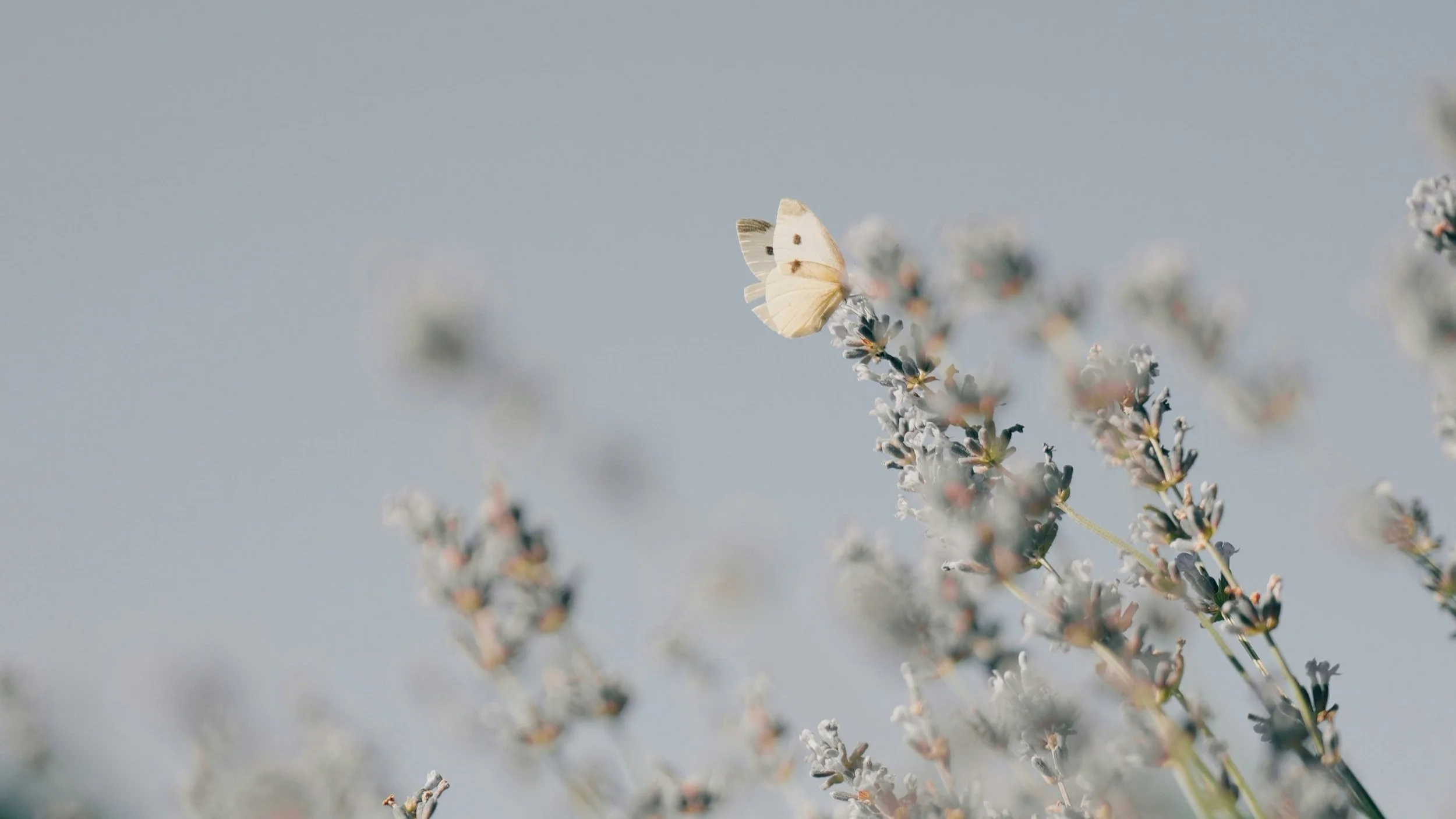 A white butterfly perched on a plant with blurred flowers in the foreground and background, against a pale blue sky.