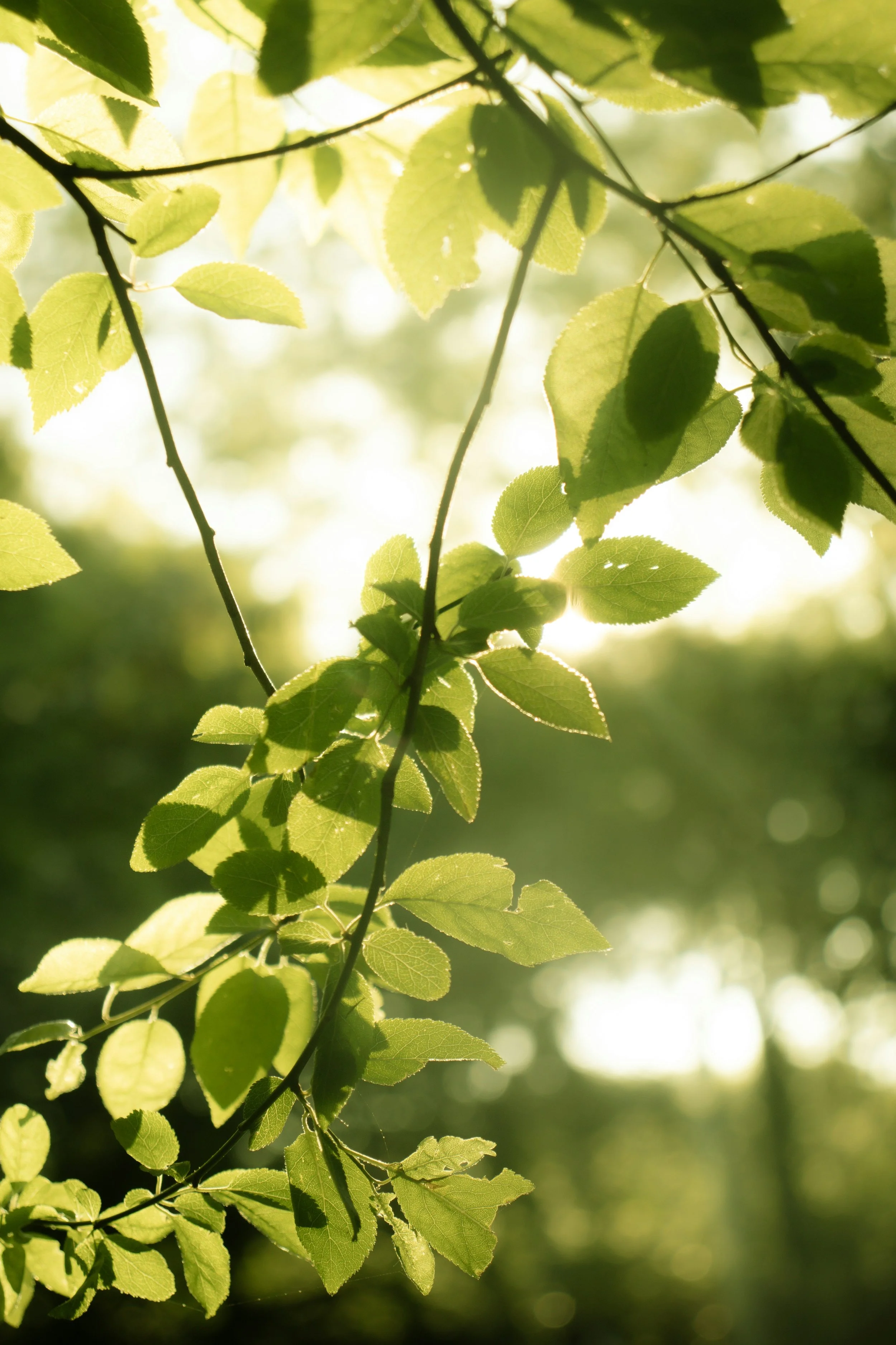 Sunlight shining through green leaves hanging from a branch in a forest.