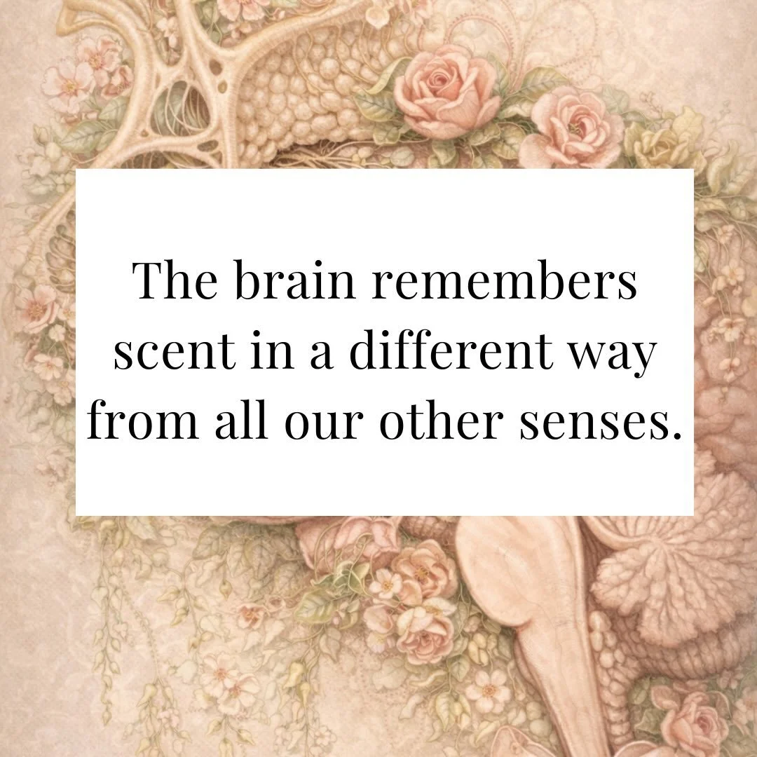 Smell is the only sense that travels directly into the limbic brain - the neural territory of emotion, instinct and memory.

Unlike sight, sound or touch, scent bypasses the brain&rsquo;s usual sensory relay stations and reaches the amygdala and hipp