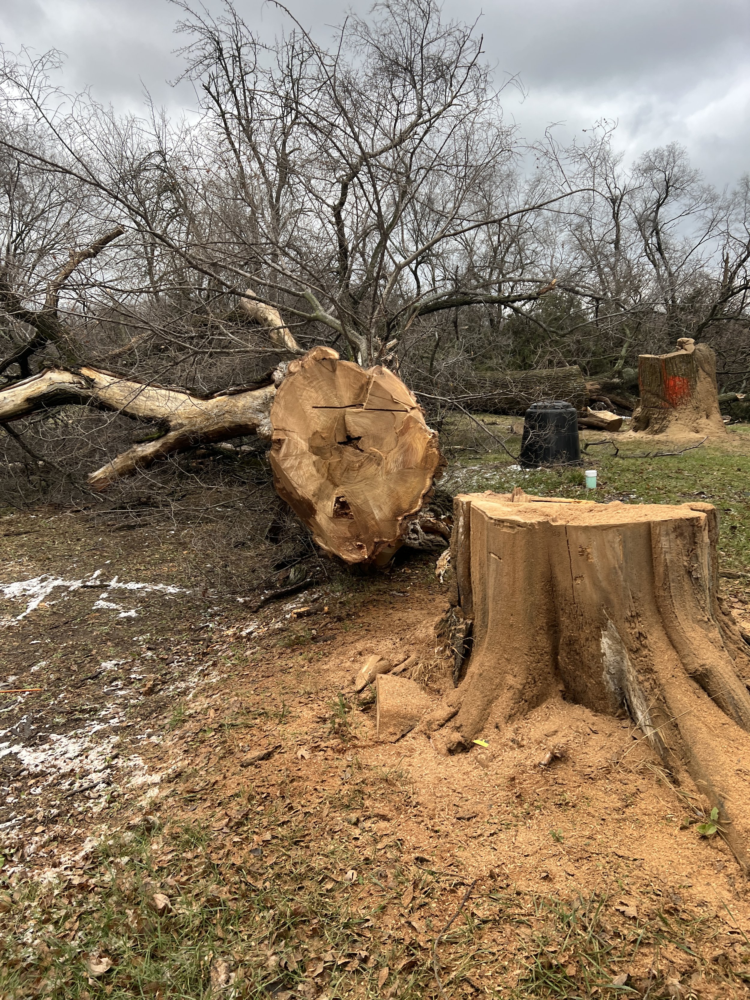 Fallen tree removal and stump cutting after storm damage in Kansas City, Missouri
