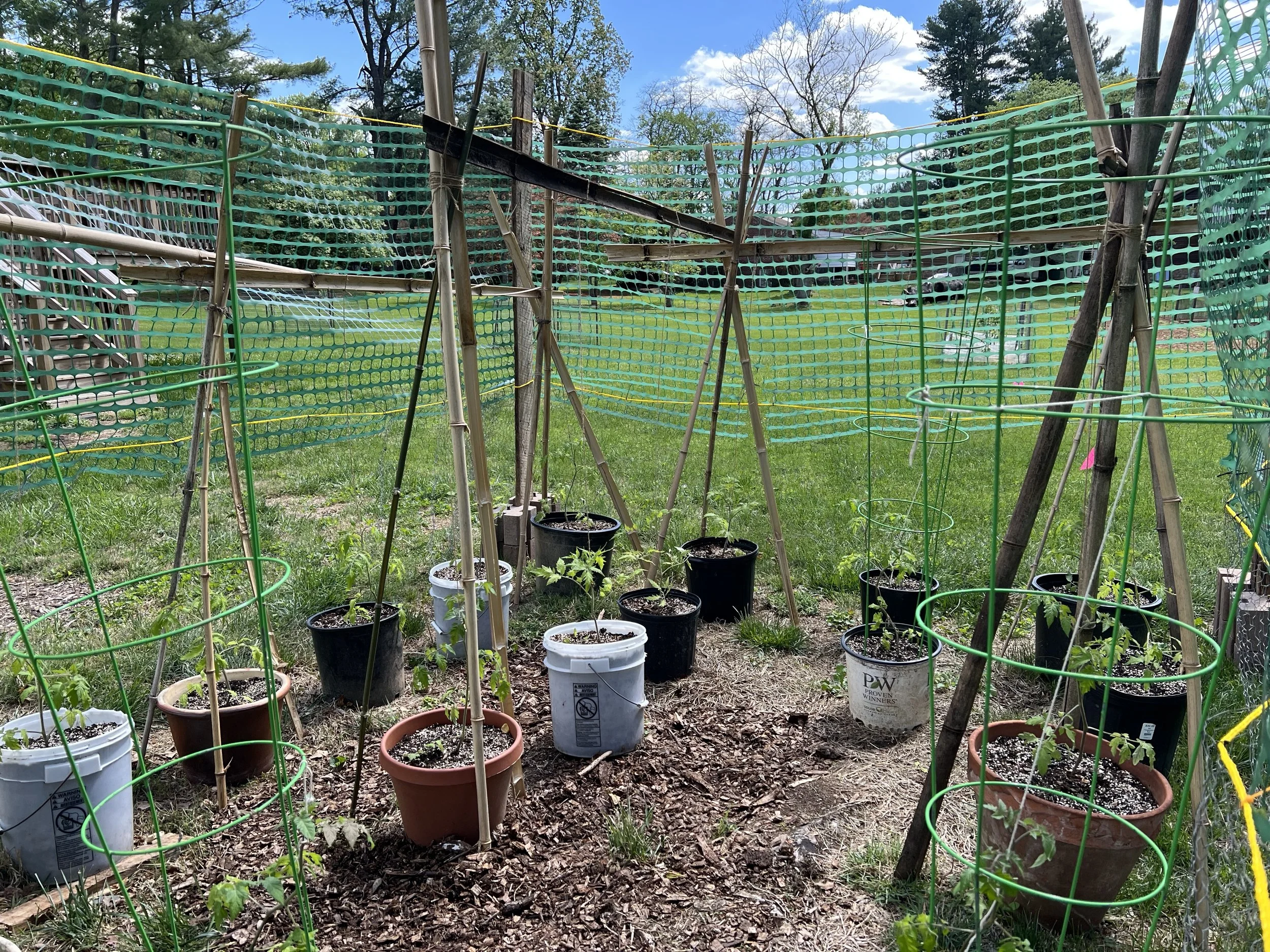 A Mystery Tomato Experiment
