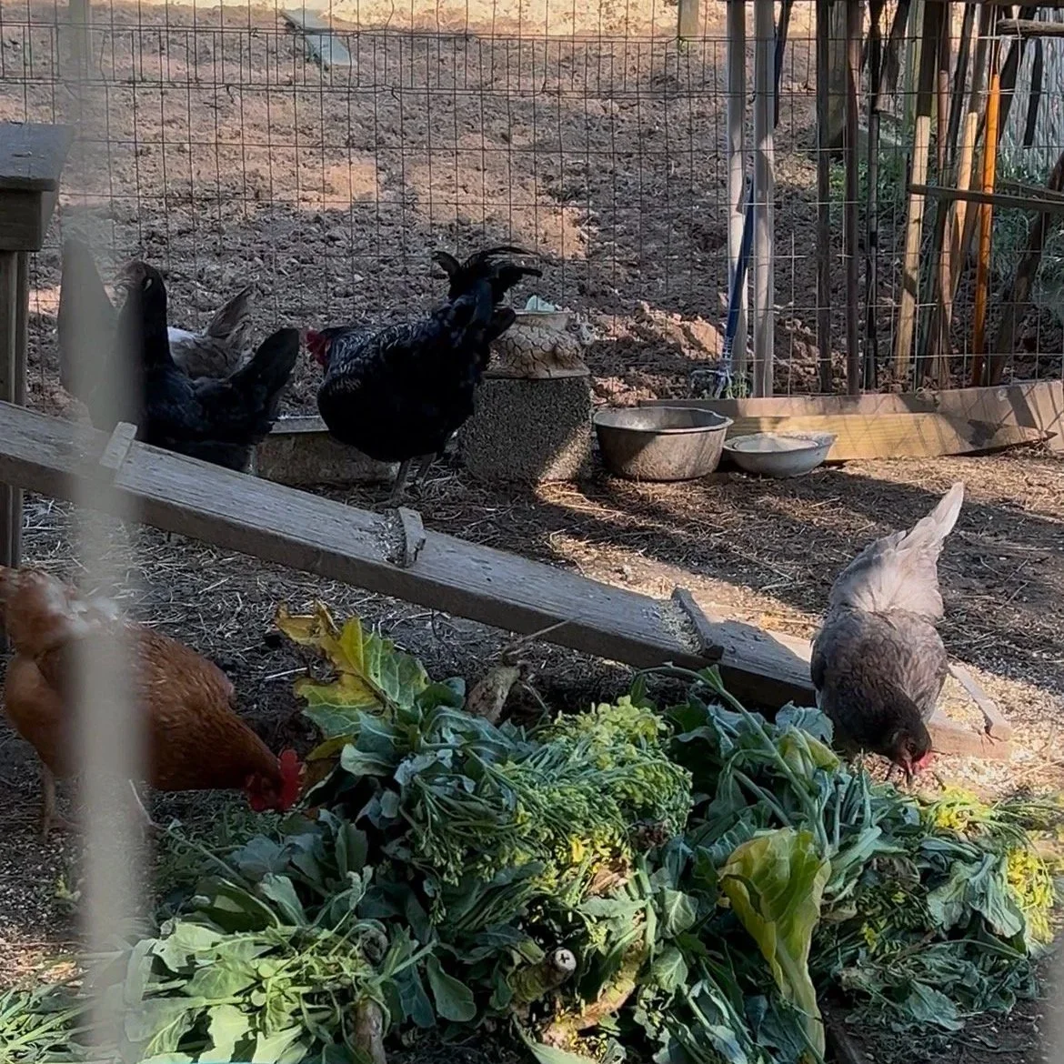 Good Neighbors (With Chickens)