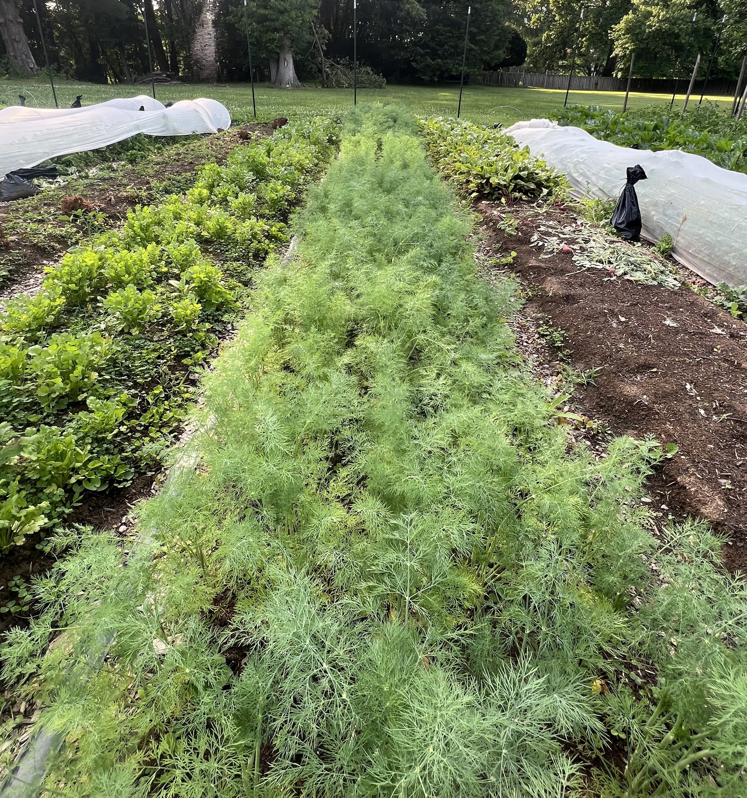 Herbs, Herbs, Herbs!