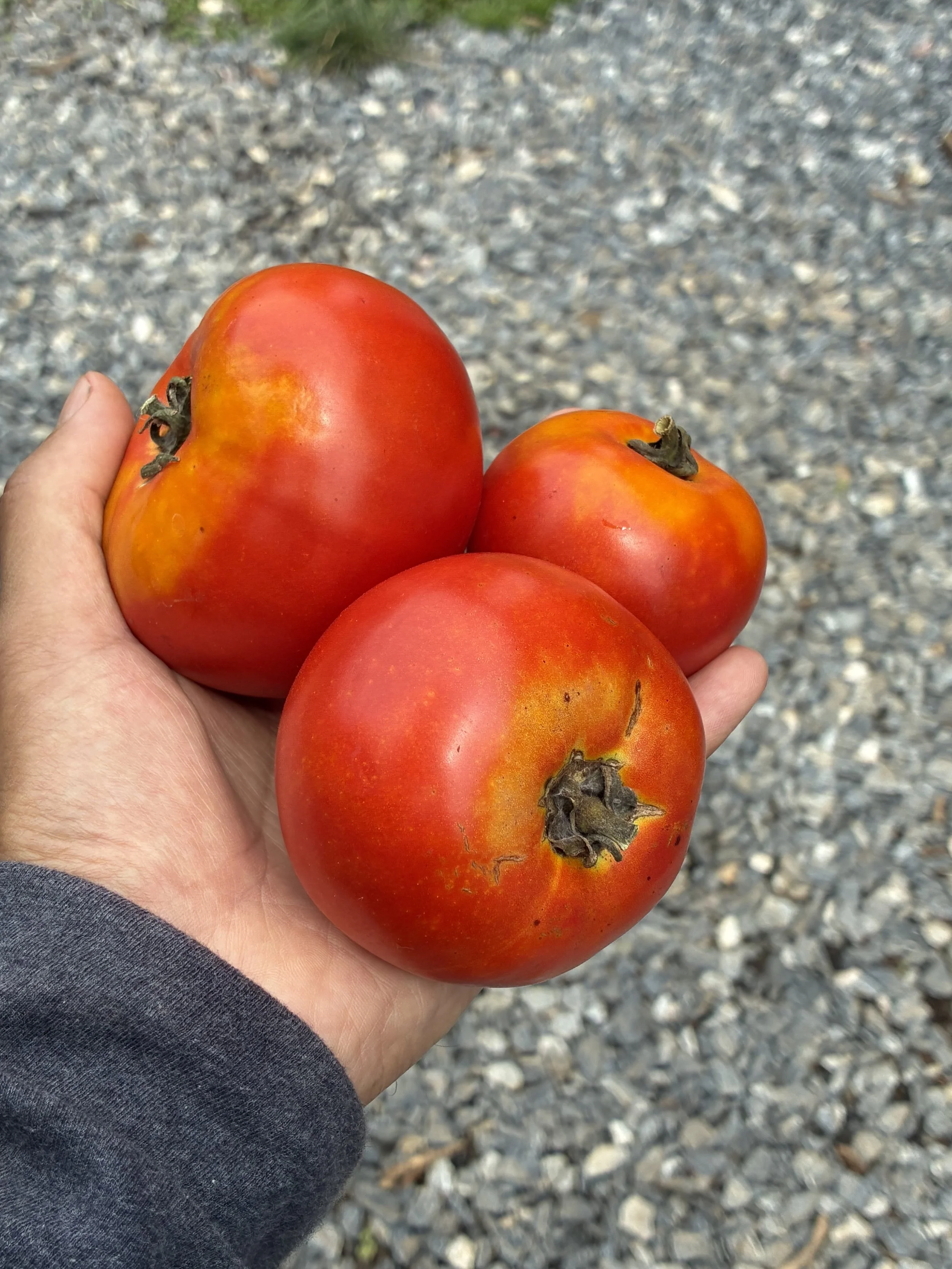 How to Store Farmers Market Tomatoes