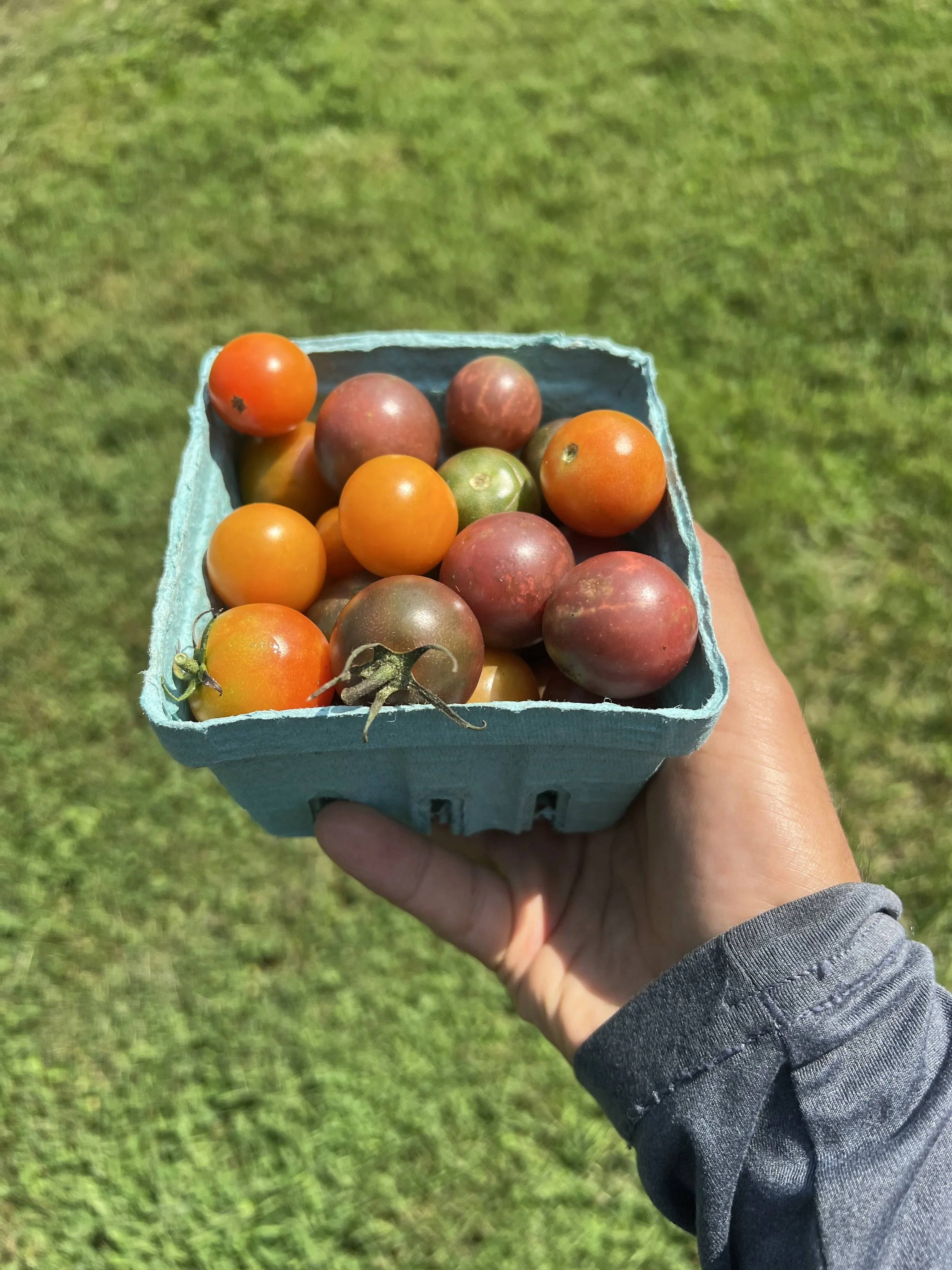 Mystery Solved?The Result of the Mystery Tomato Experiment