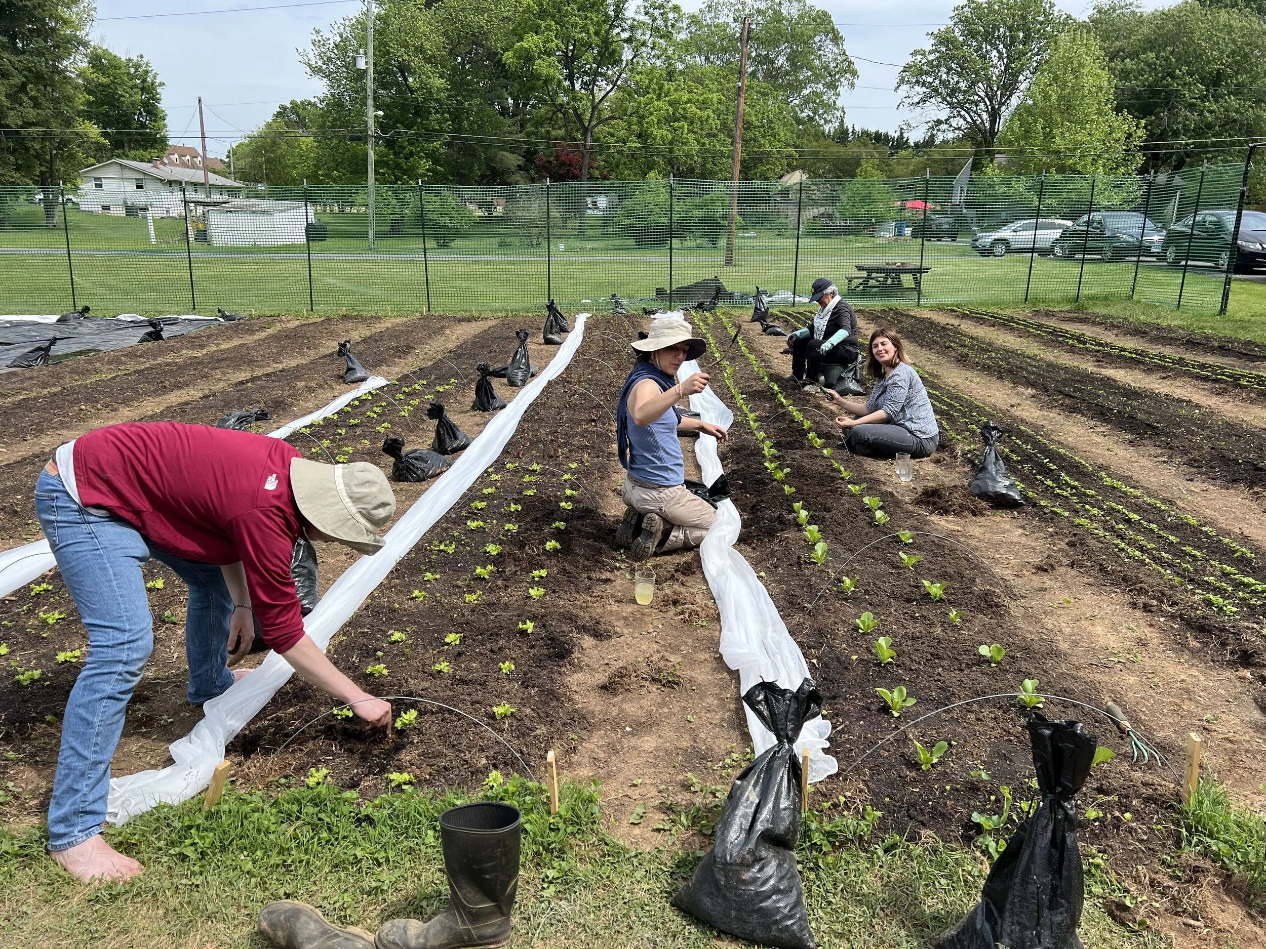 Volunteers harvesting CSA in Rockville, Maryland.