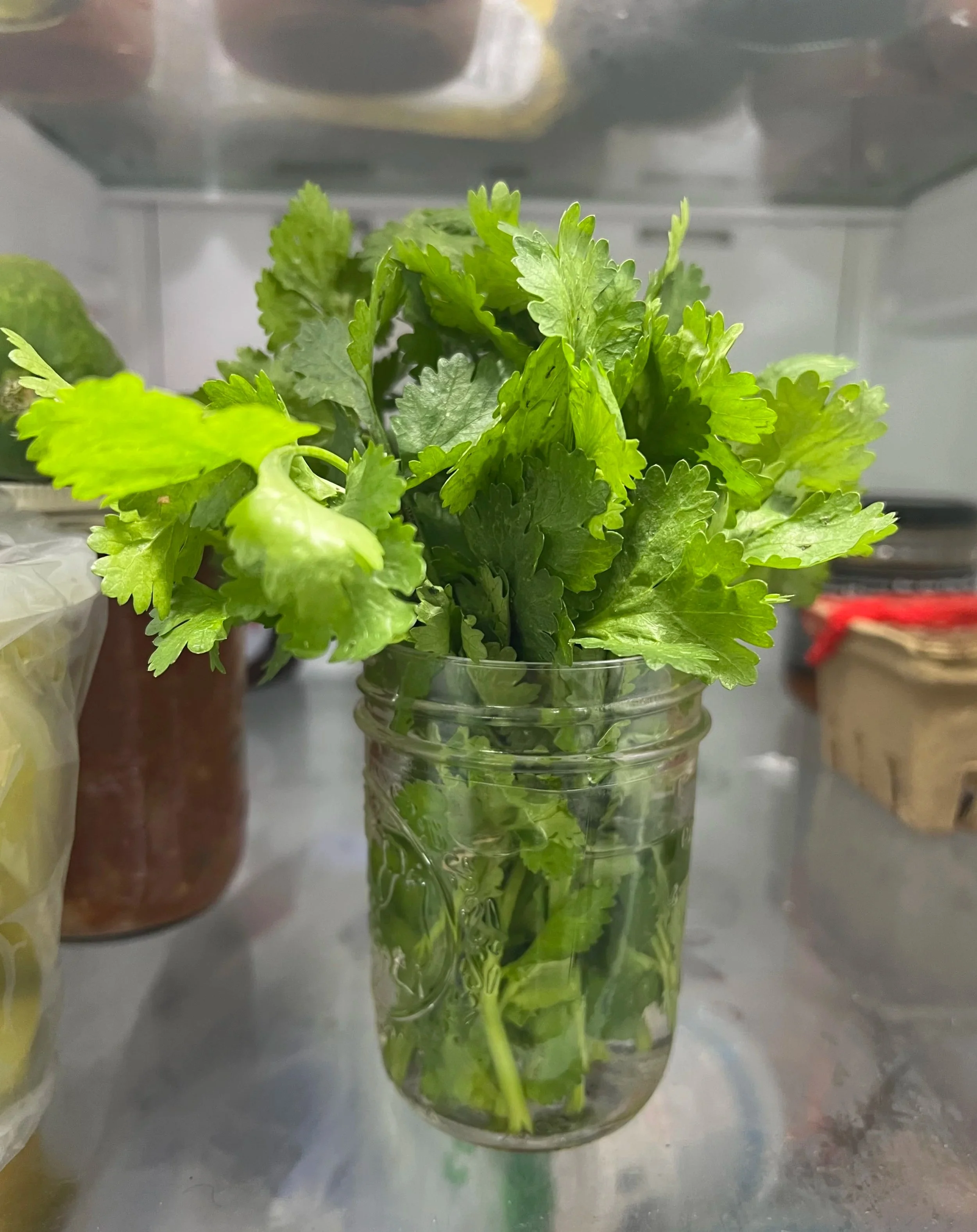 Cilantro from Keep Step Farm, Maryland in the fridge