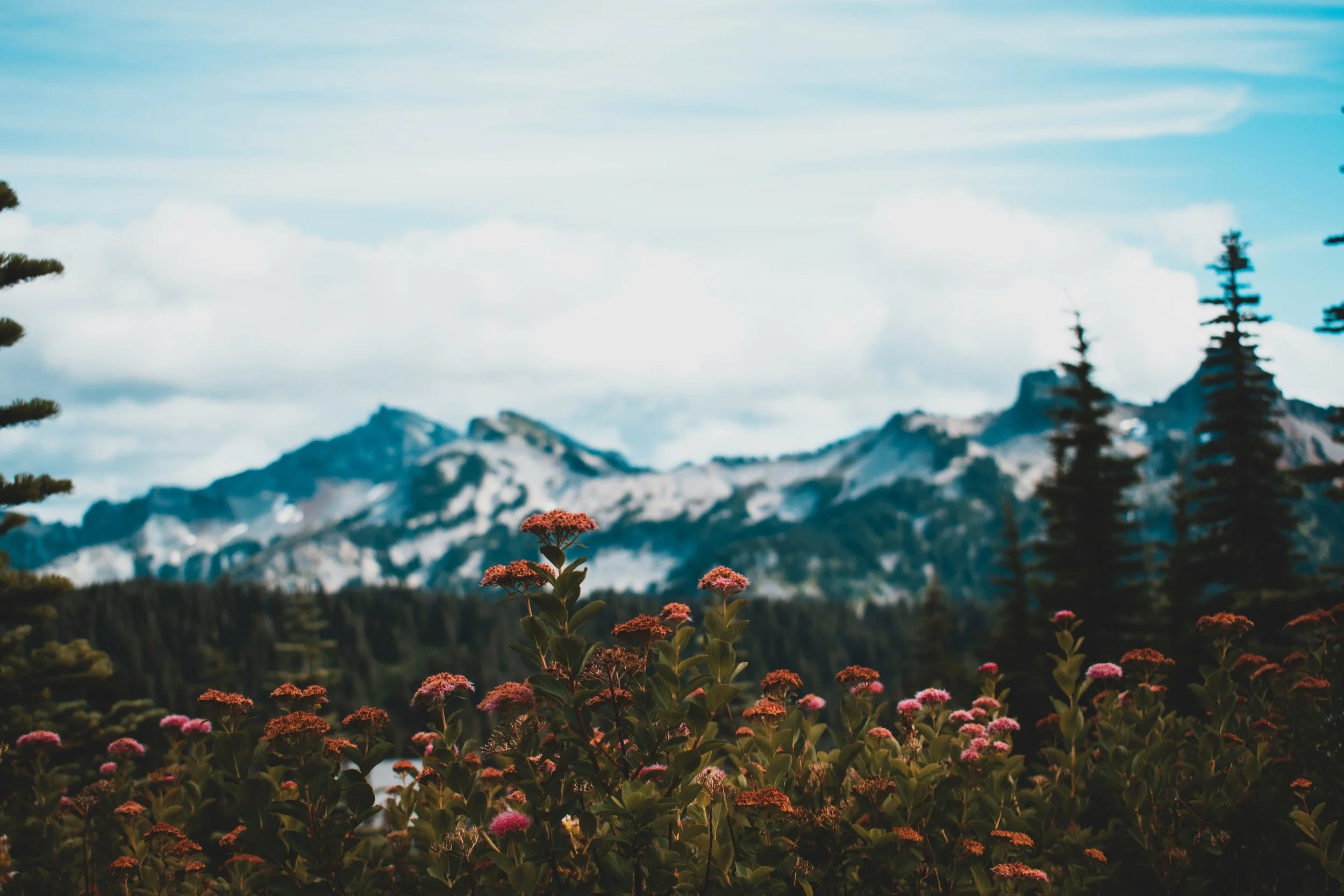 wildflowers with snowy mountains as background, counselling in Vancouver BC