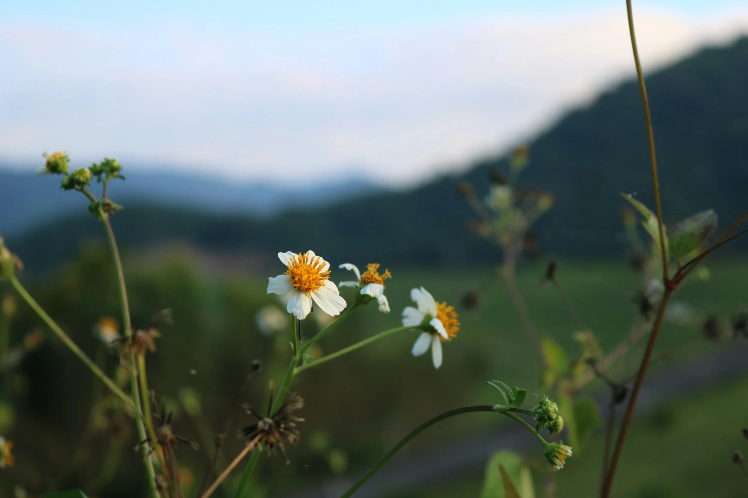 wildflowers with mountains in the background, anxiety and depression counselling in Vancouver BC