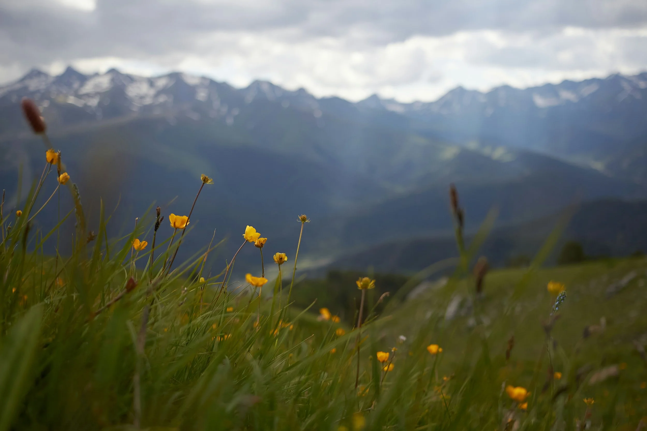 wildflowers with mountain background, neurodivergent counselling in Vancouver, BC