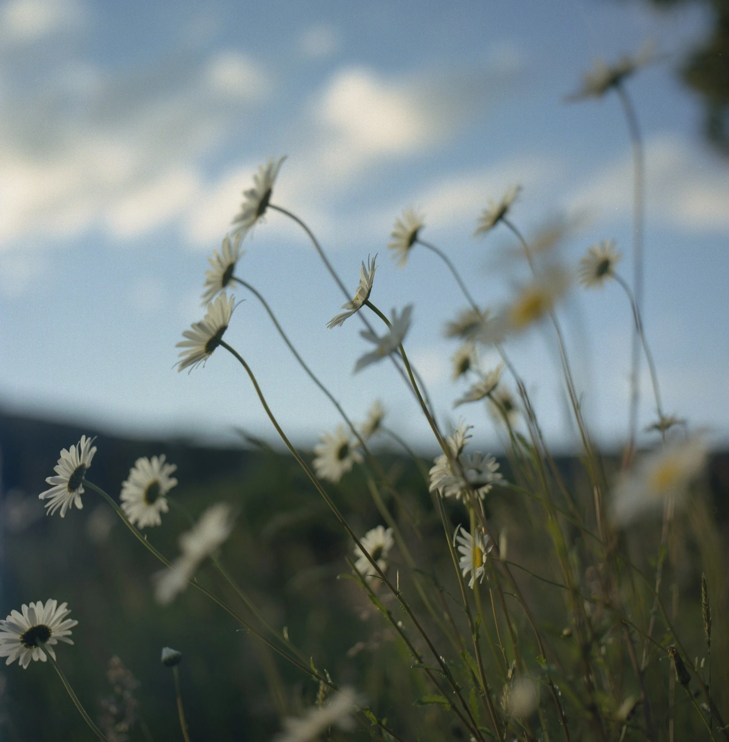 wild daisies in front of blue skies, trauma counselling in Vancouver