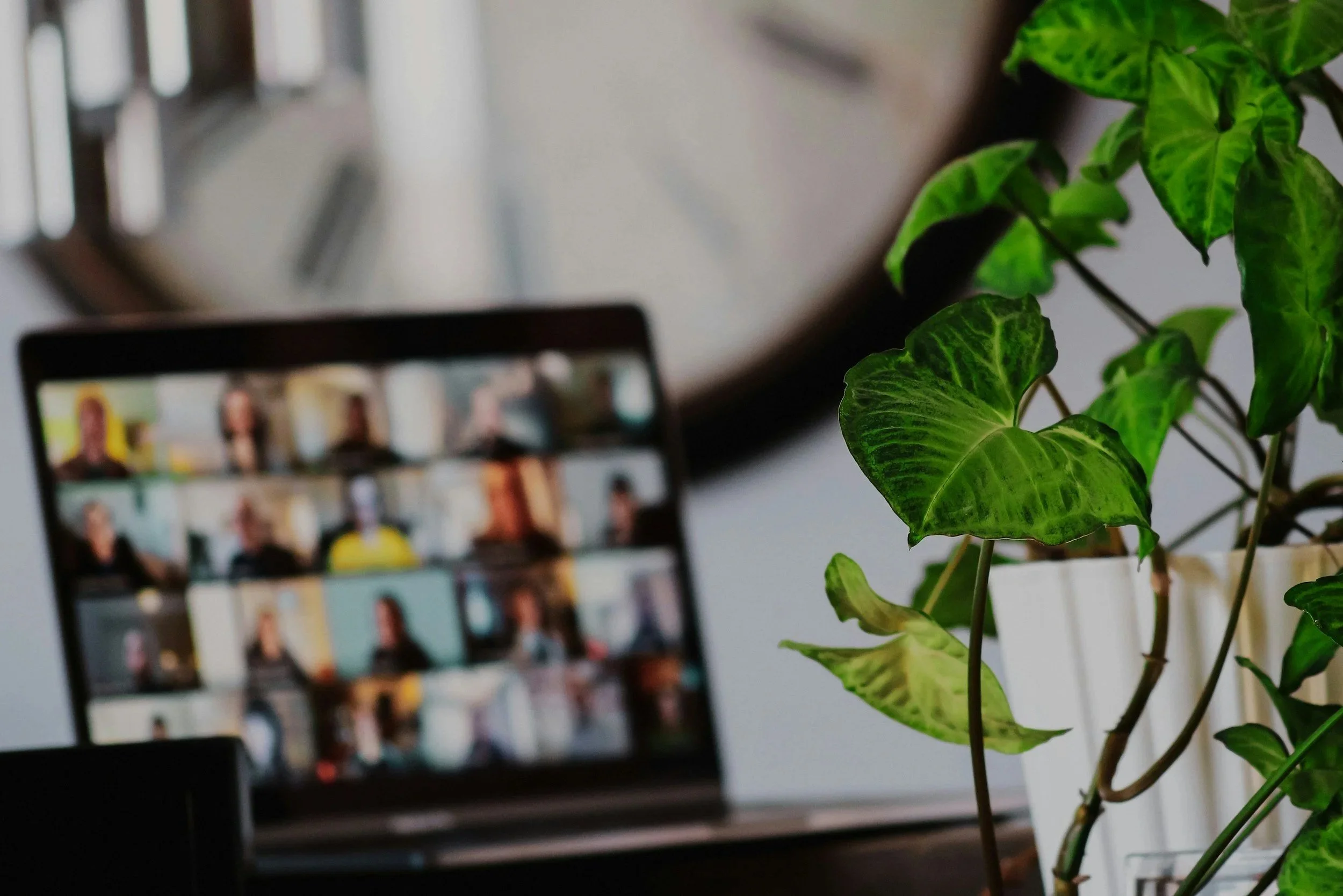 Green variegated houseplant beside a computer screen showing a video call with multiple participants, representing virtual telehealth psychological evaluations at Mid-Atlantic Evaluations