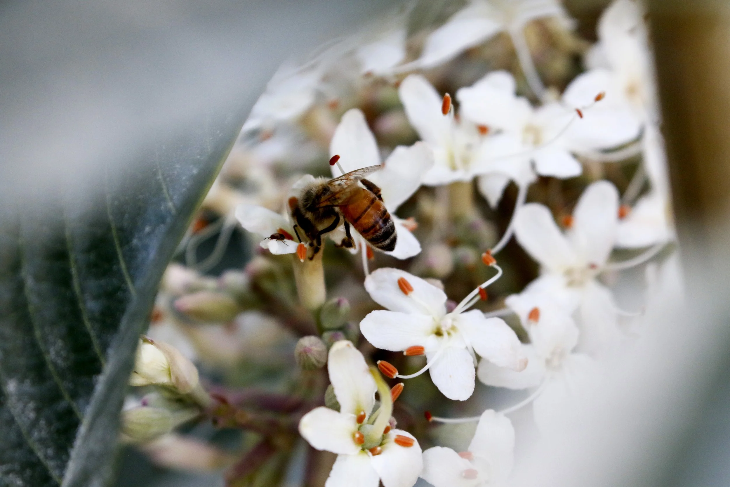 The Art of Native Plants Festival