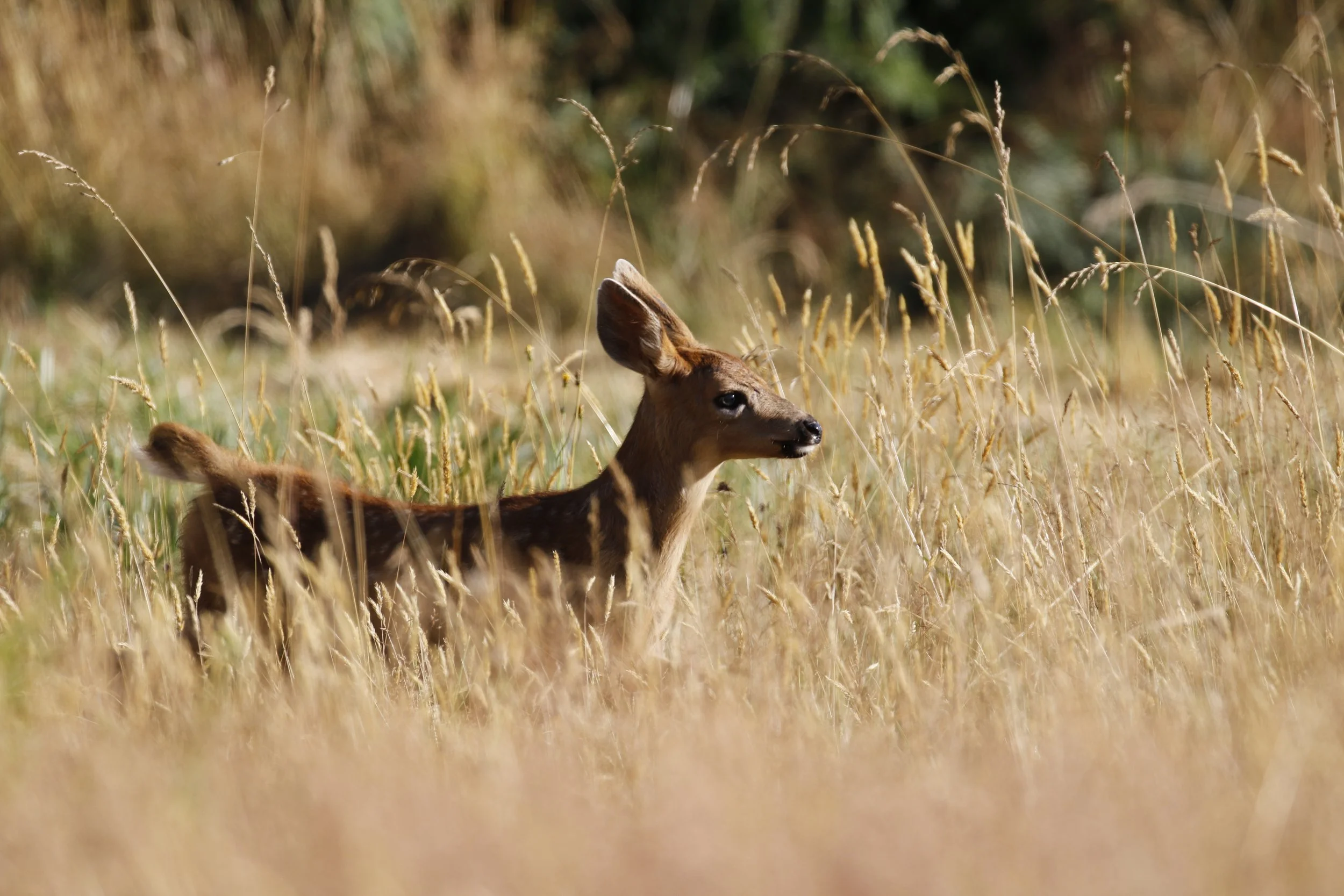 The Thousand Stringed Instrument…