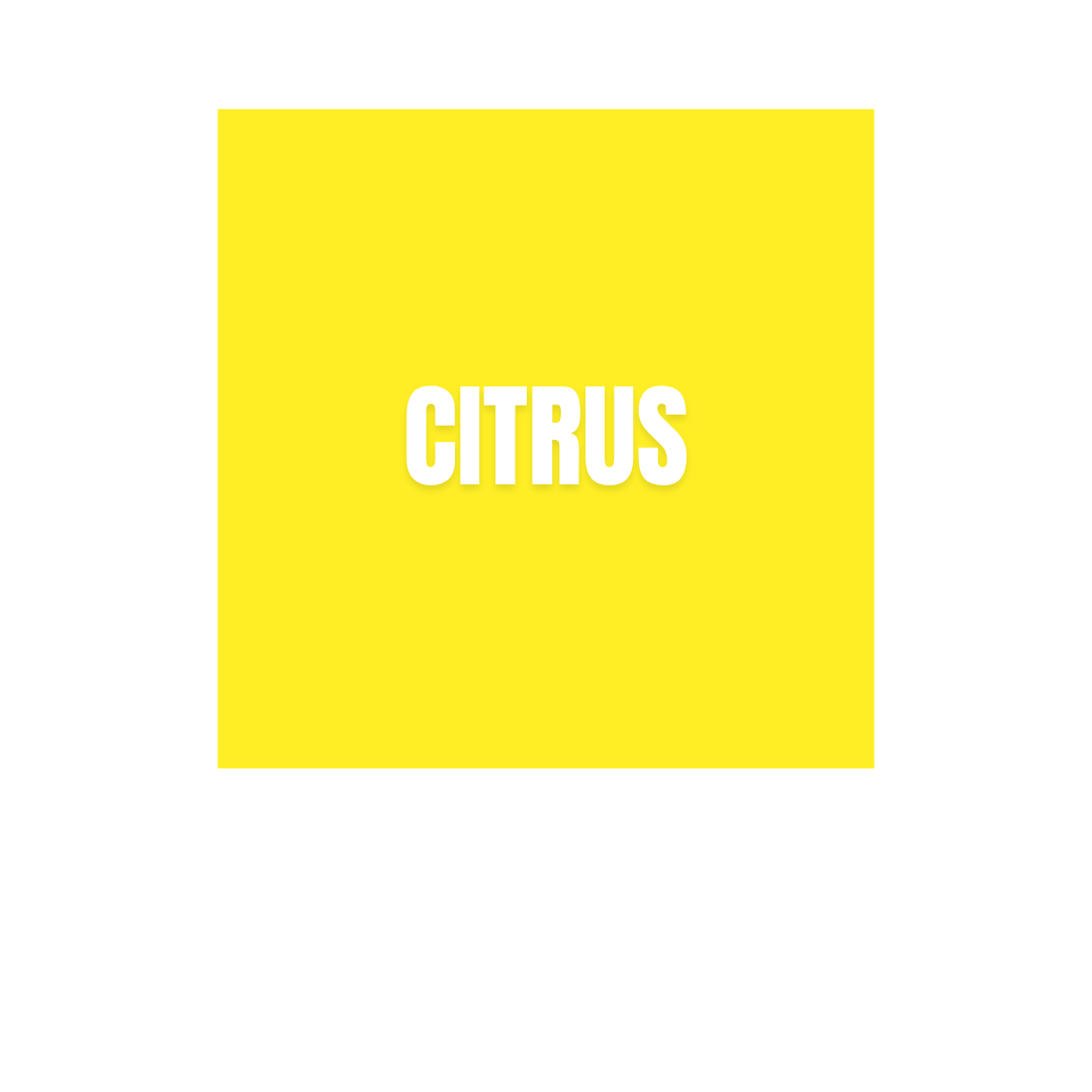 Neon Yellow squared sticker Citrus subfamily Spicy Olfactory Families WSSC visual branding