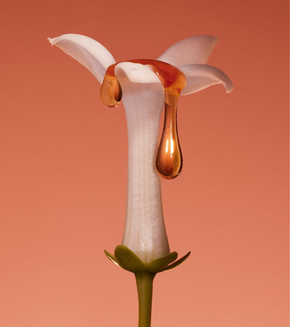 Sensuous white flower with nectar drip, ingredient visual for Papaya Undressed trend Dark Tropicana by WSSC
