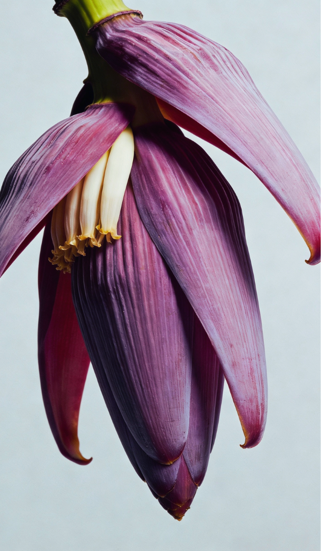 Paula's Ibiza Jungle Beats by Loewe – close-up of a purple banana flower, heart note ingredient campaign visual for ScentLab prospective concept by WSSC