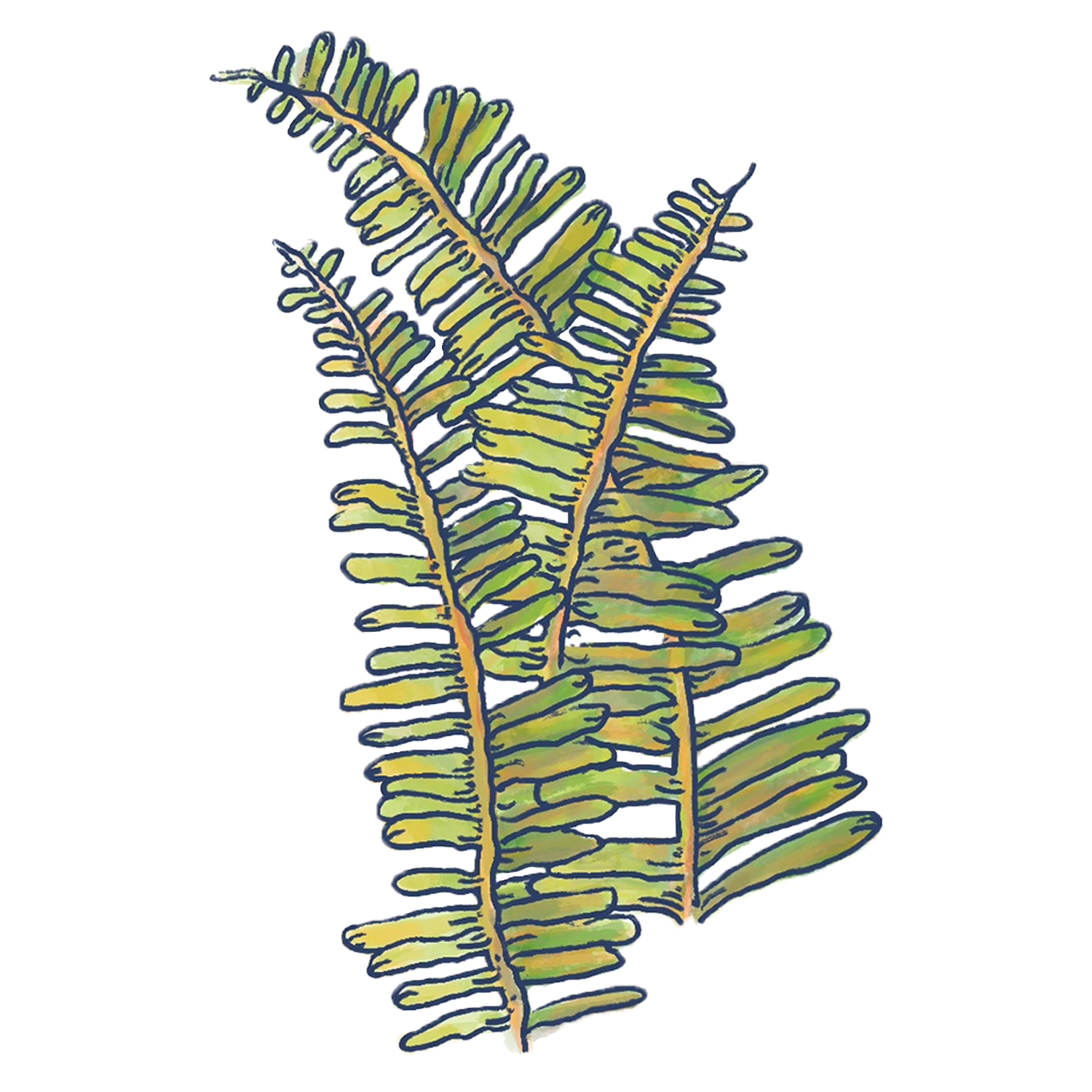 Kupukupu Fern Sticker