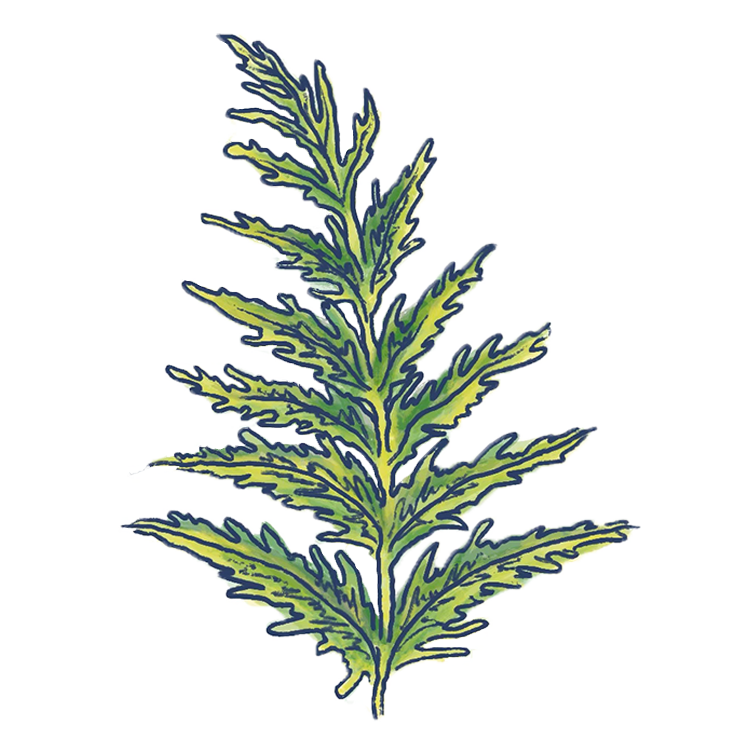 Palapalai Fern Sticker