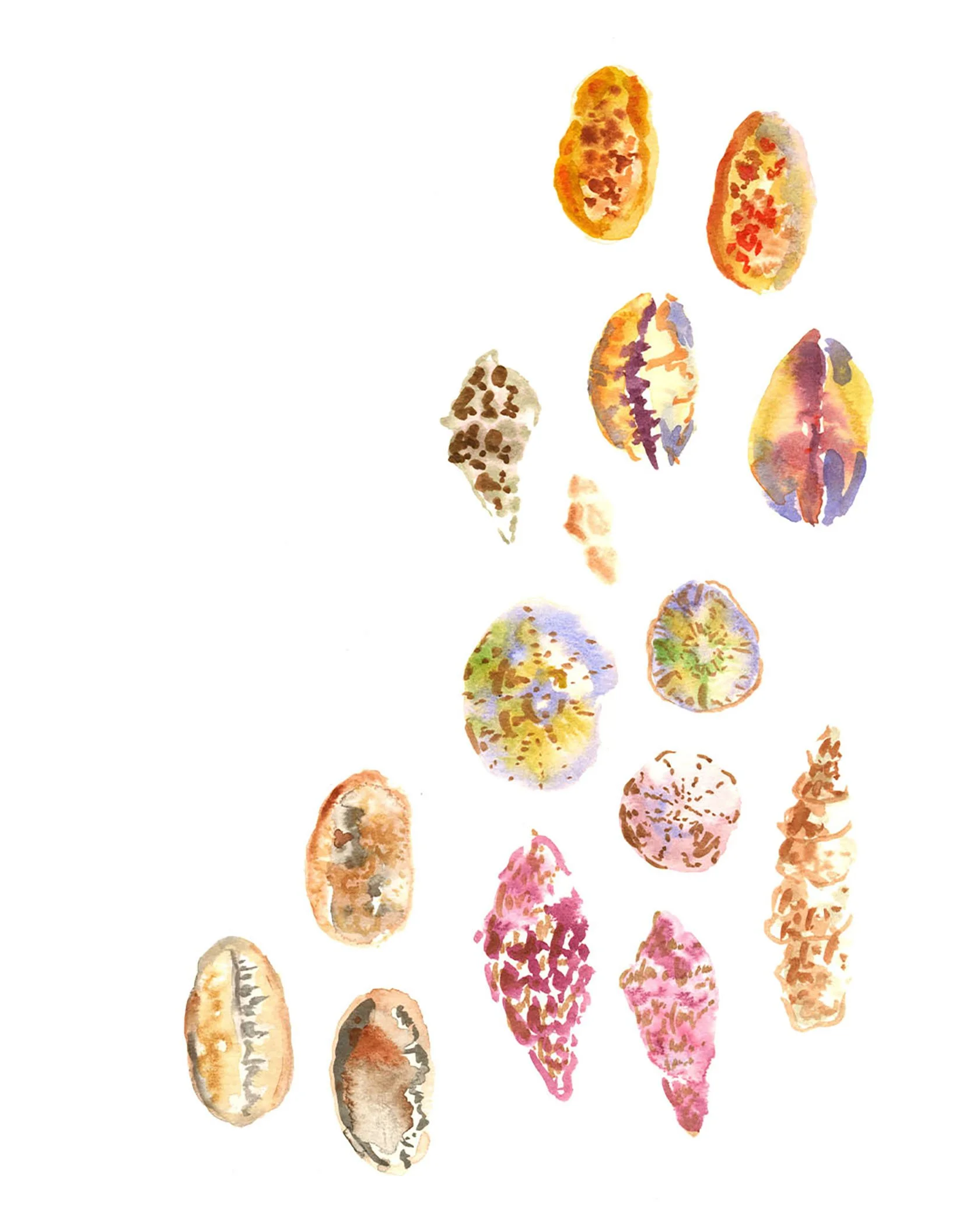 Shells_5x7in.jpg