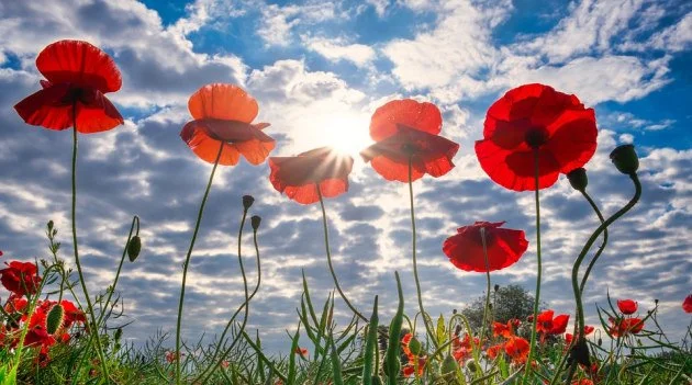 Today, we take a moment to reflect with gratitude on the courage and sacrifice of those who served, and all whose lives have been touched by conflict. We are deeply grateful to everyone impacted &mdash; our clients, their families, our own families, 
