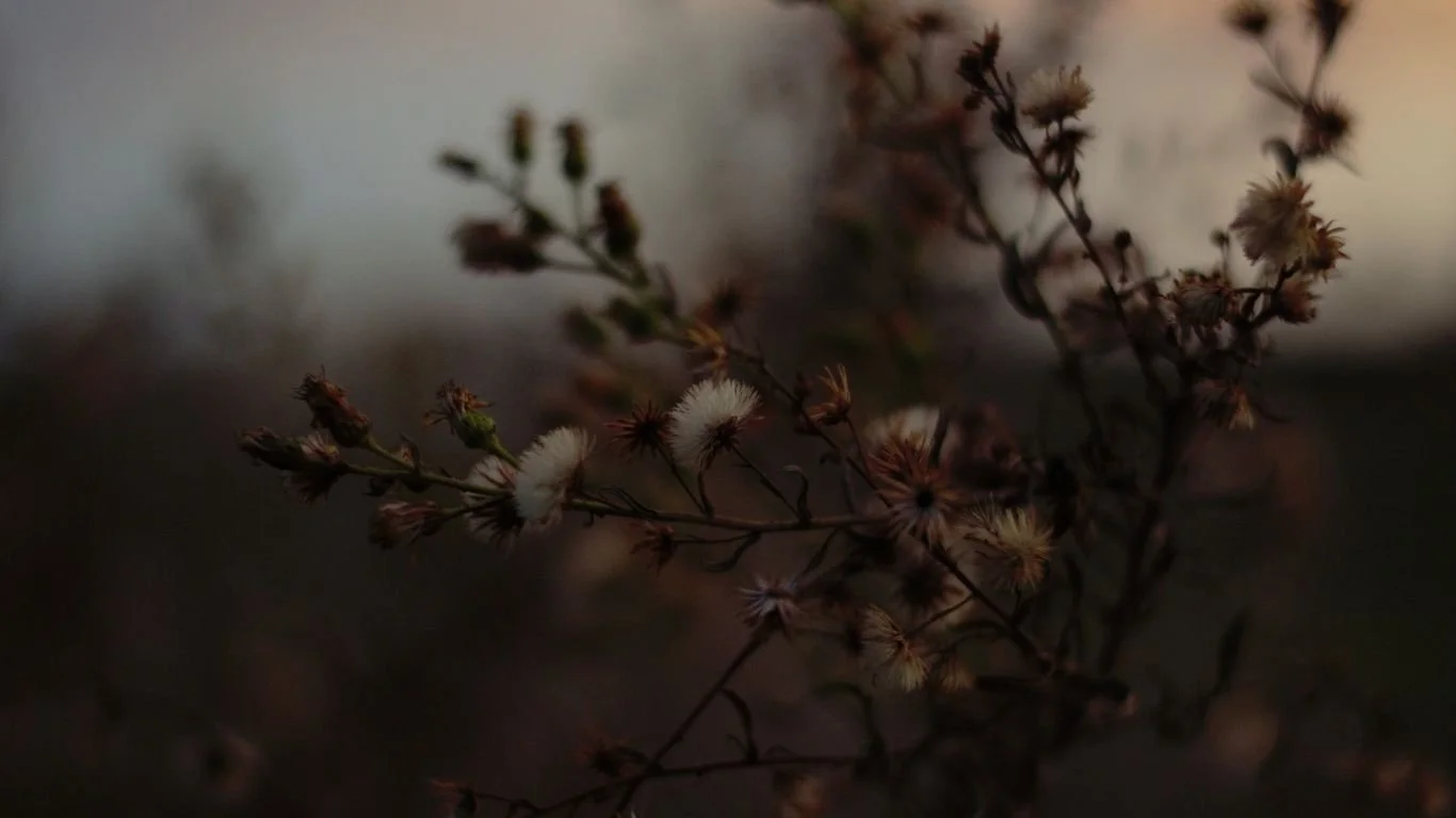 Close-up of dry, brownish-white flowers on dark, thin branches in a blurry, muted background.
