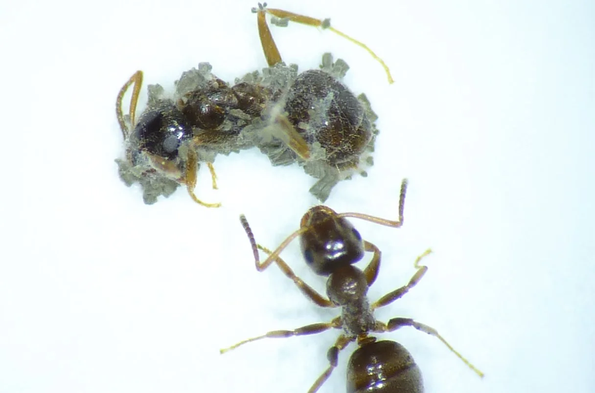 An Evolutionary Arms Race