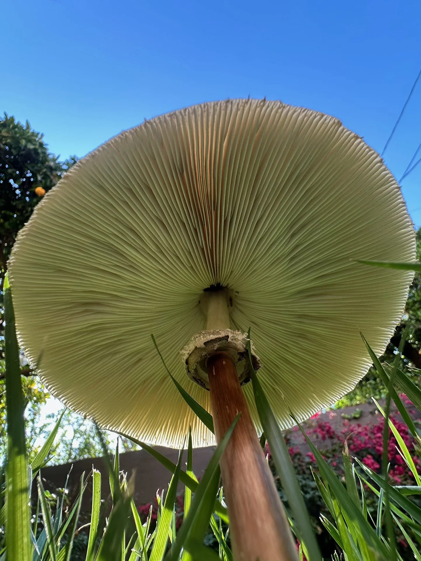 Backyard Mushroom.jpg