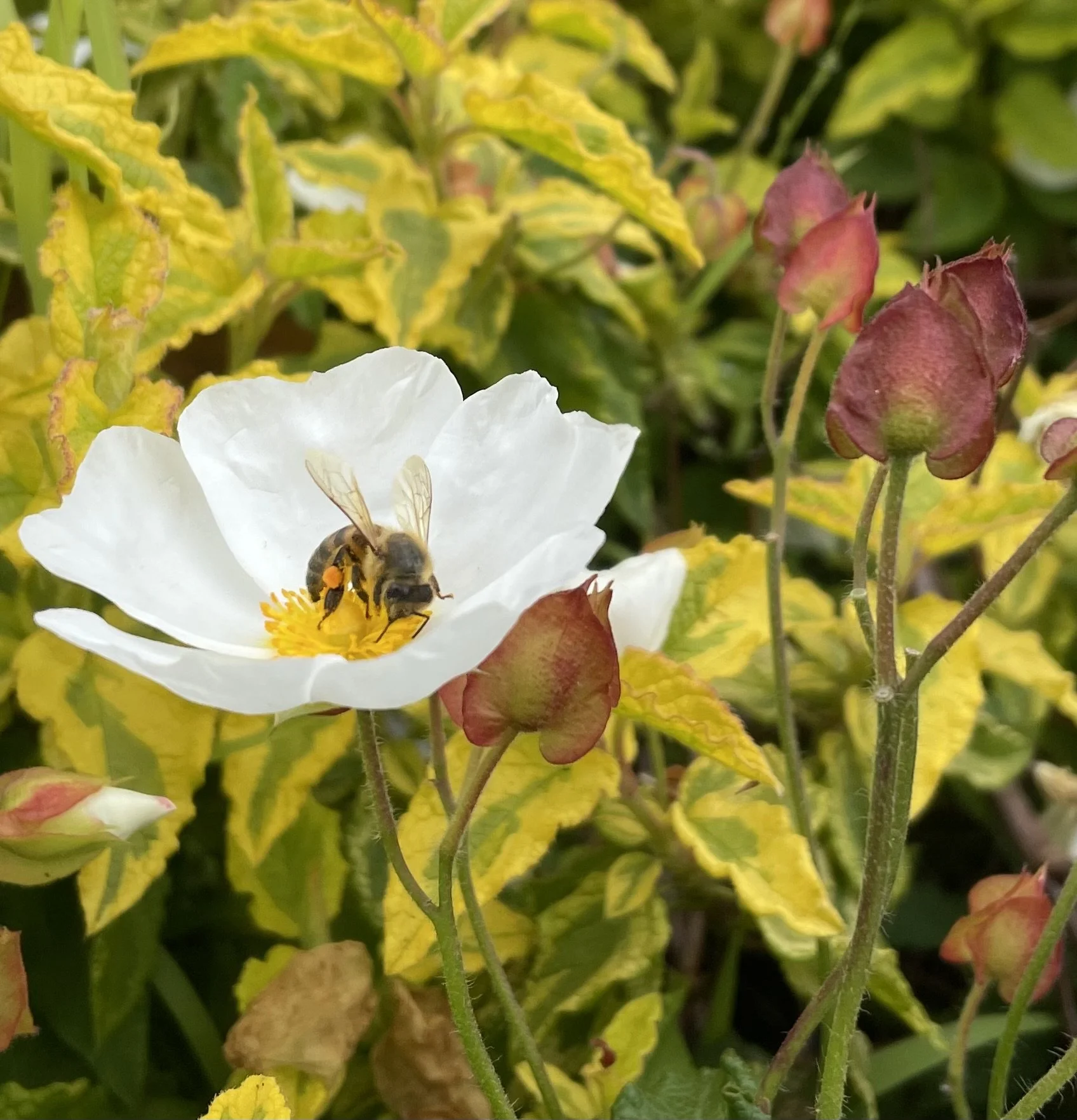Bee.jpg