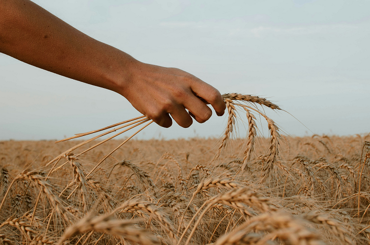 Harvest Season Devotional: What to Do When the Blessing Comes