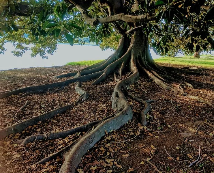 Rooting Season: Grow Deeper Before You Grow Higher