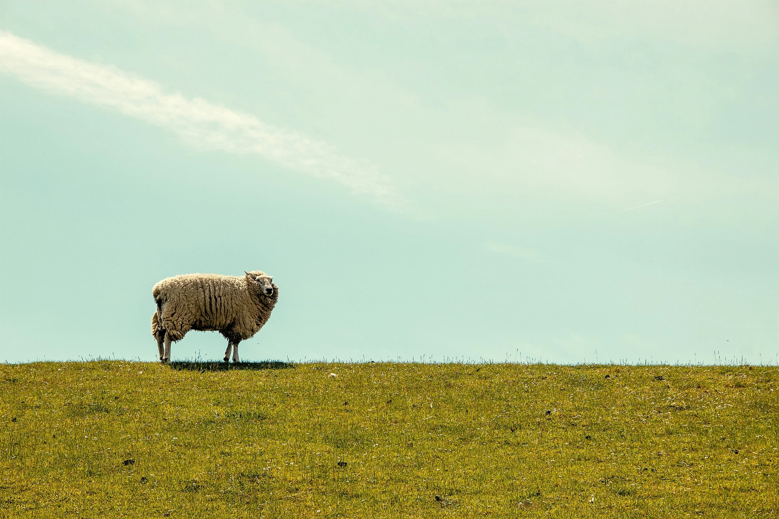 lone sheep standing on a grassy hillside
