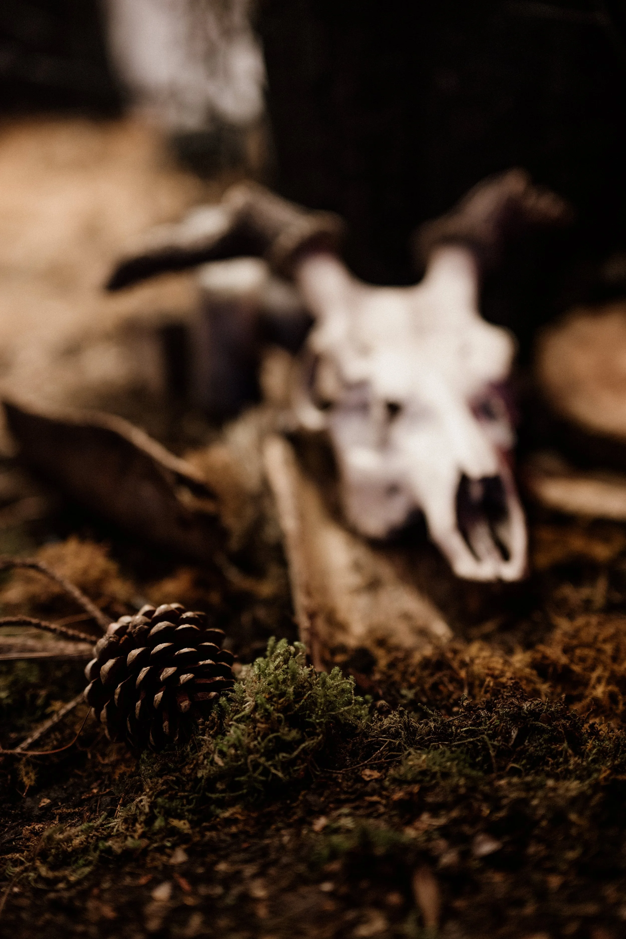 tahneejadephotography_wickedwinter-86.jpg