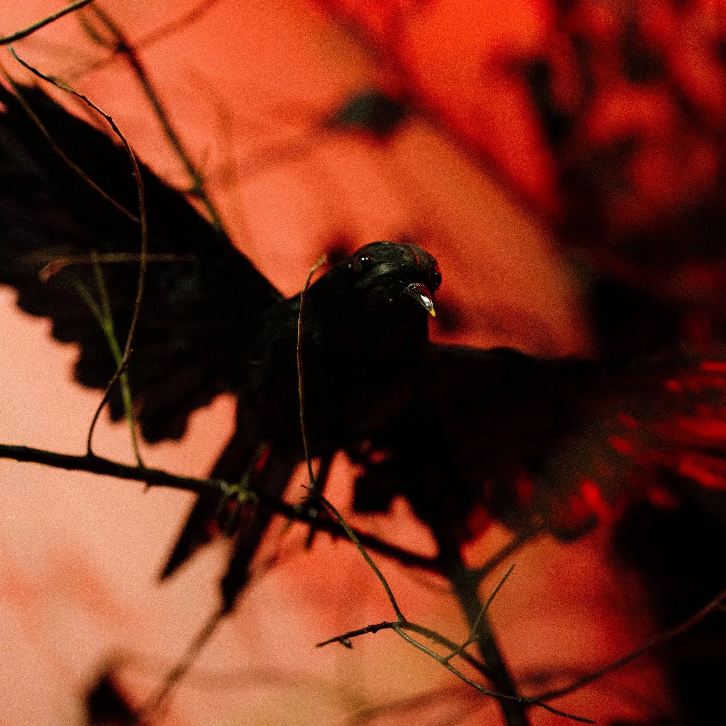 tahneejadephotography_wickedwinter-96.jpg