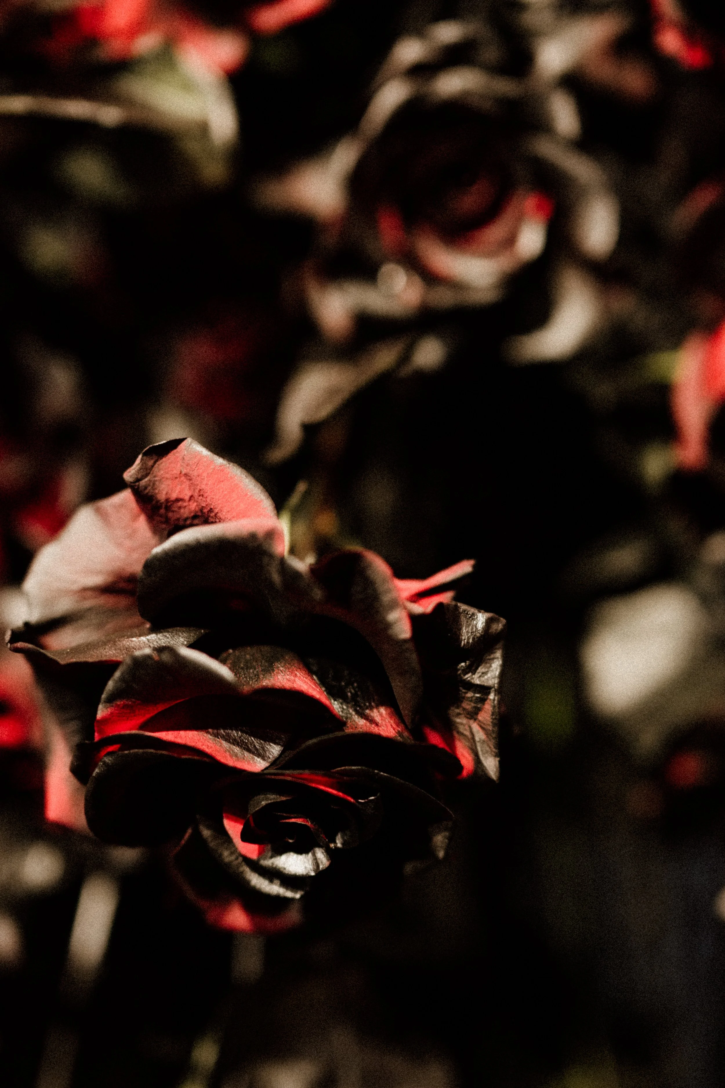 tahneejadephotography_wickedwinter-93.jpg