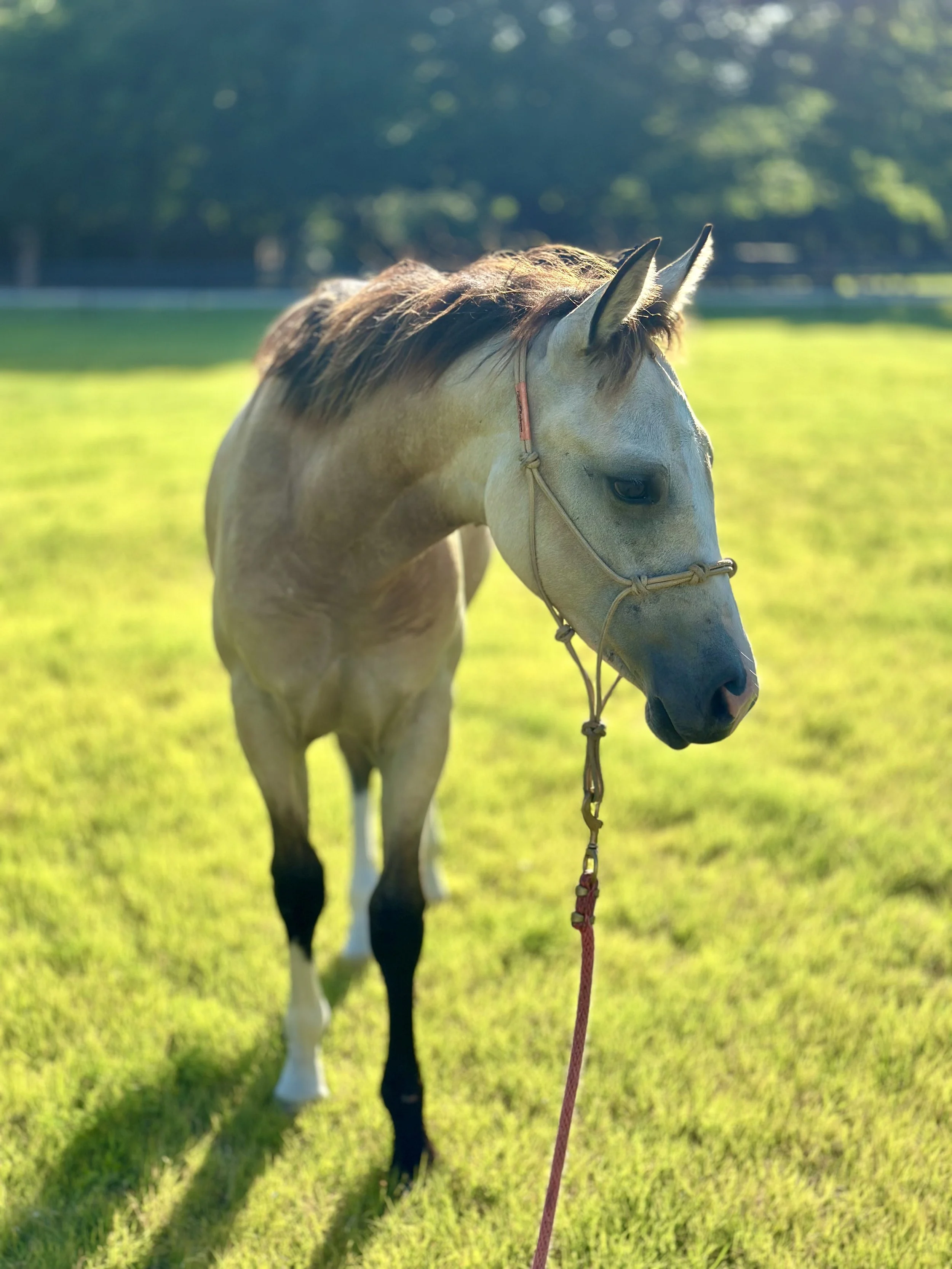 ✨ 2025 AQHA / NHRA Registered Buckskin Prospect ✨