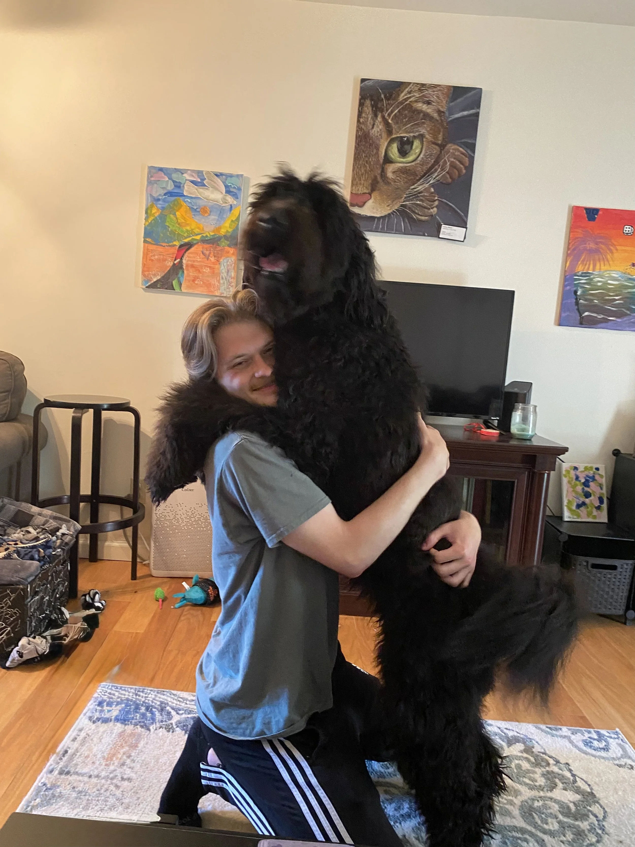 A young man hugging a very large black dog in a living room with colorful paintings on the wall.