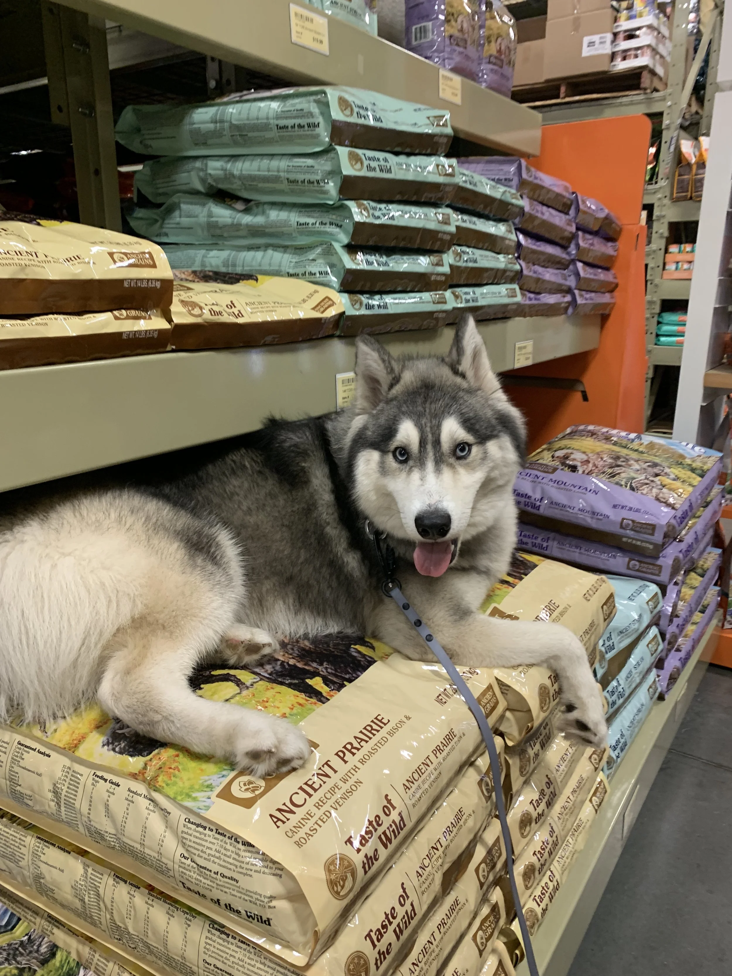 A Husky dog lying on a shelf of dog food in a store, with bags of Ancient Prairie brand dog food and other pet supplies around.
