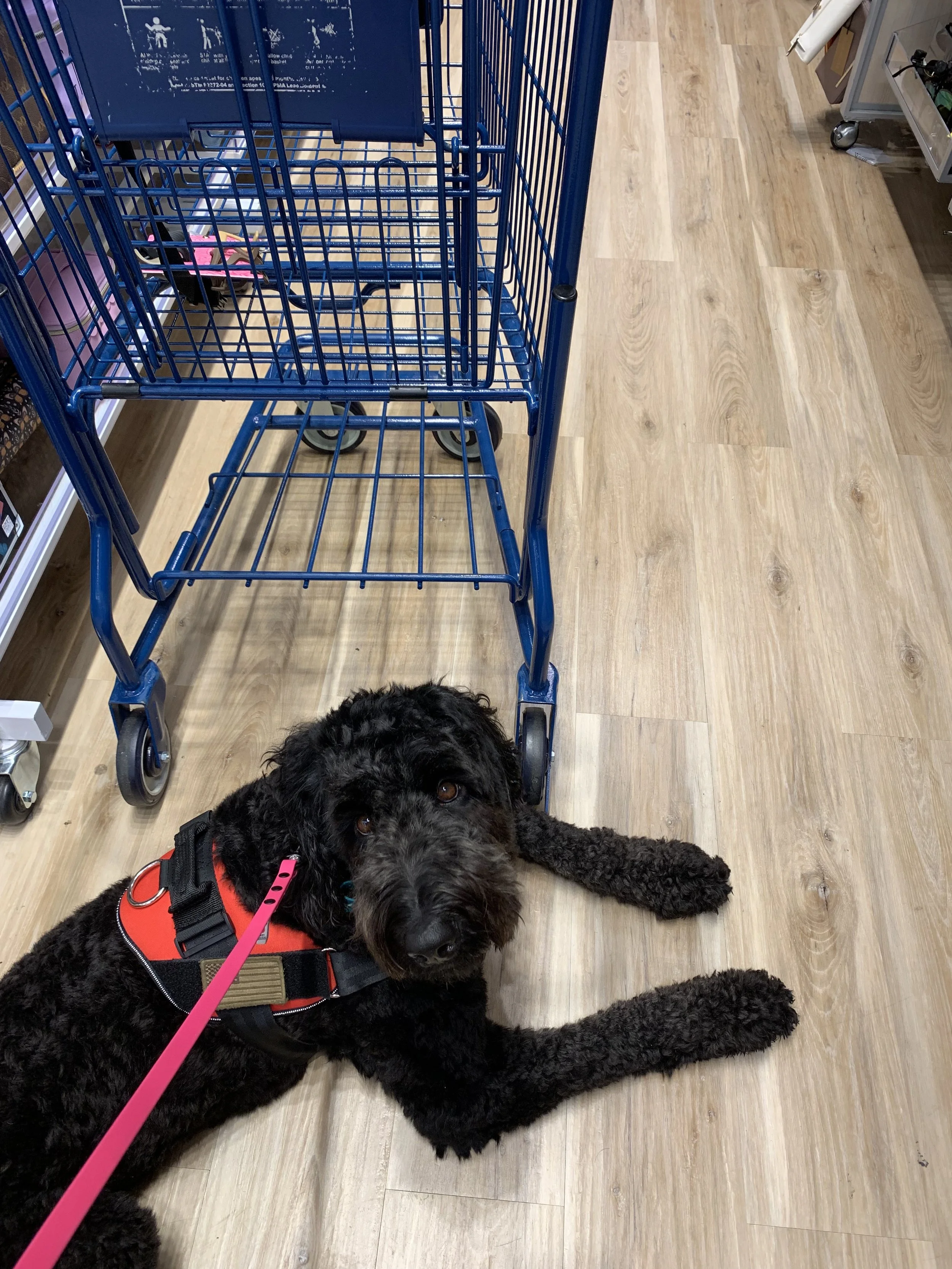 Black curly-haired dog lying on a wooden store floor next to a blue shopping cart, wearing a red harness and pink leash, looking up.