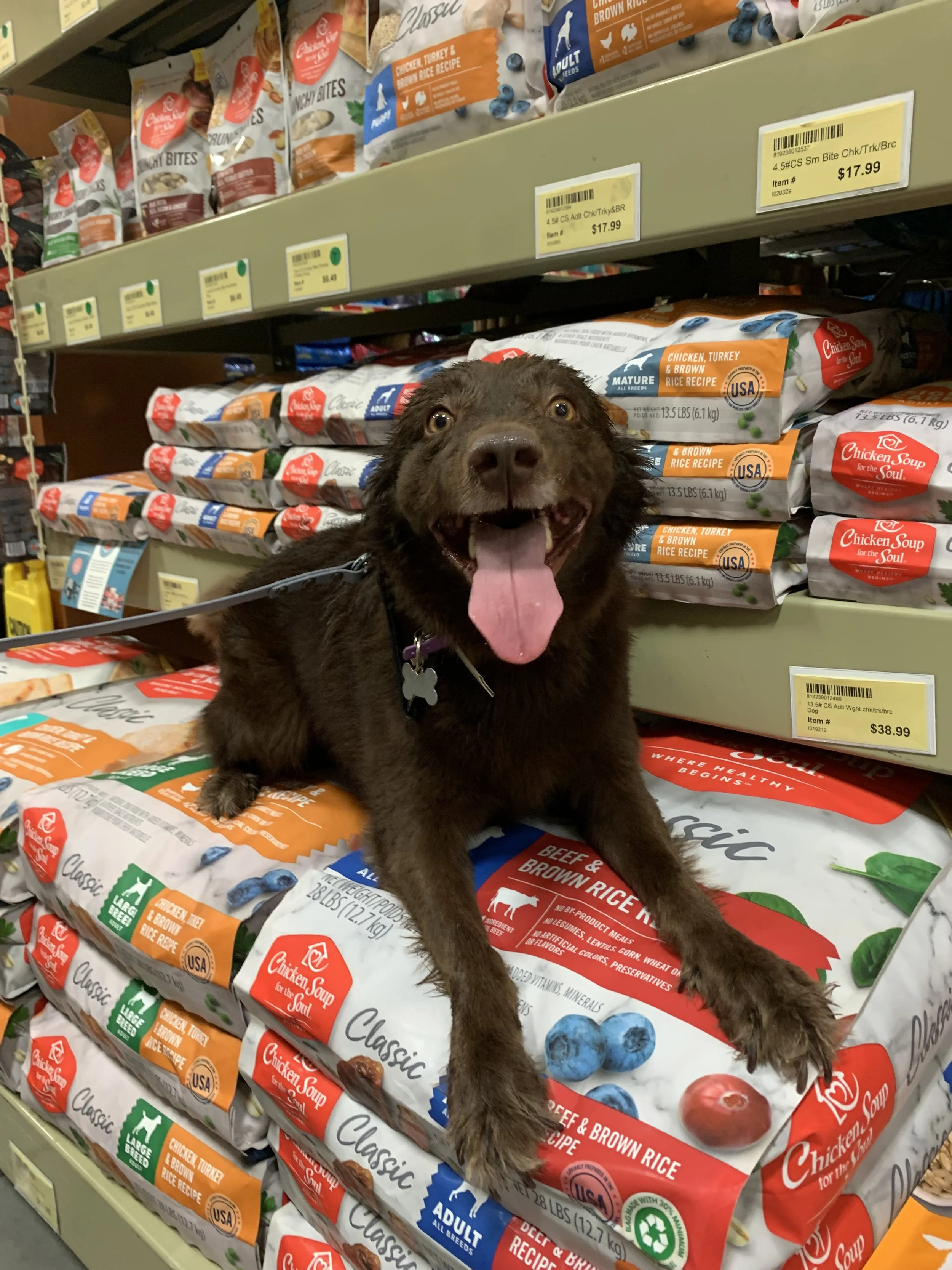 A happy dog lying on a pile of dog food bags on a store shelf.